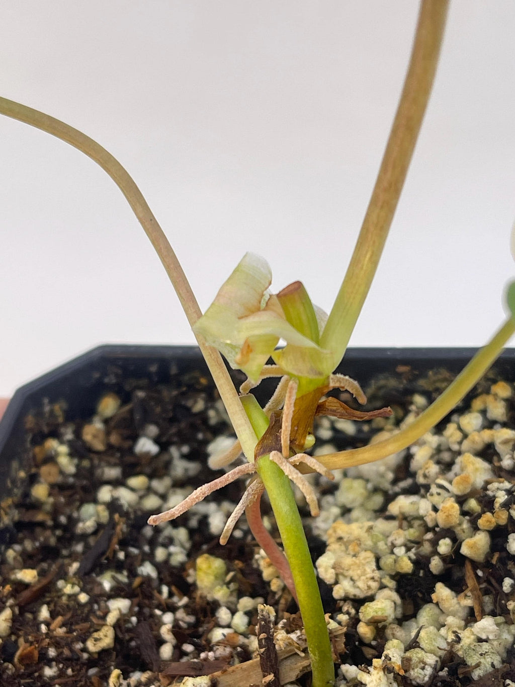 Variegated Philodendron Micans Aurea Mid Cut (Can acclimate to house conditions)
