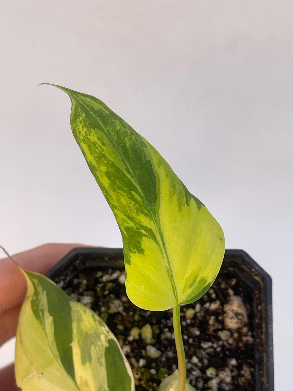 Variegated Philodendron micans Aurea (Can acclimate to house conditions)