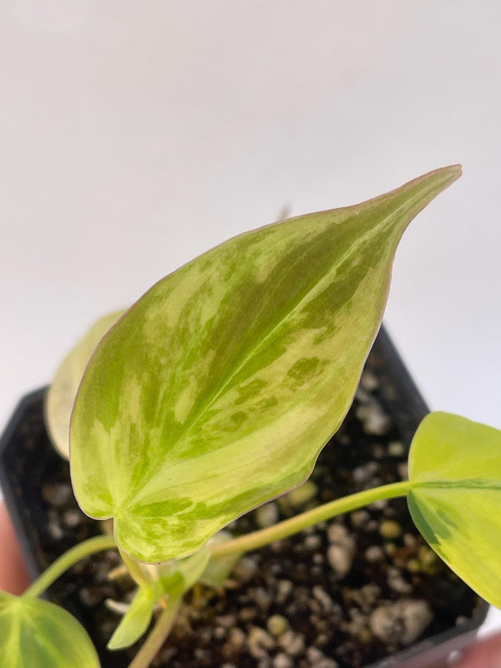 Variegated Philodendron micans Aurea (Can acclimate to house conditions)