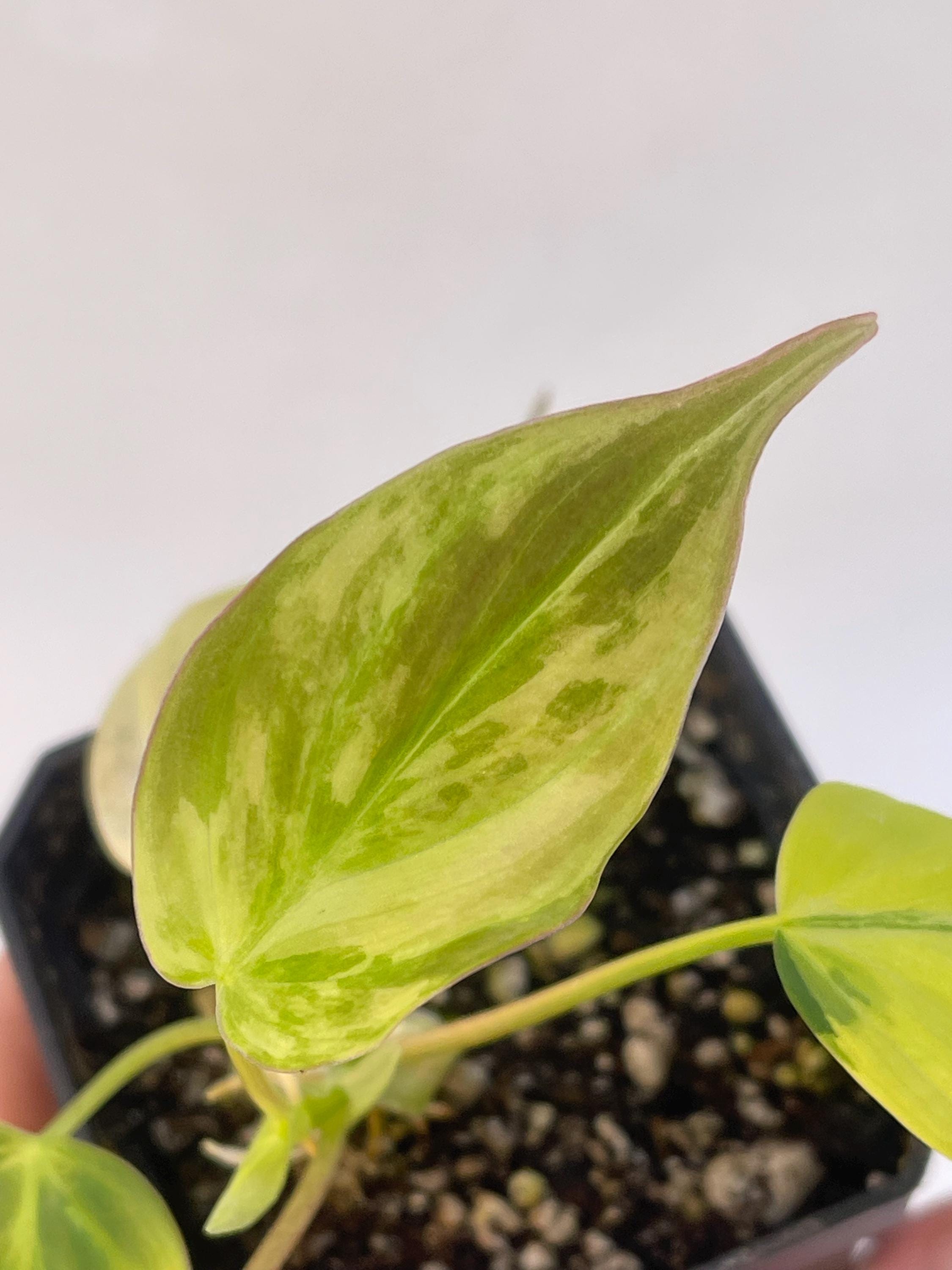 Variegated Philodendron micans Aurea (Can acclimate to house conditions)