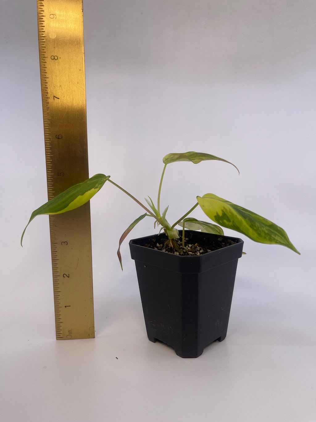 Variegated Philodendron micans Aurea (Can acclimate to house conditions)