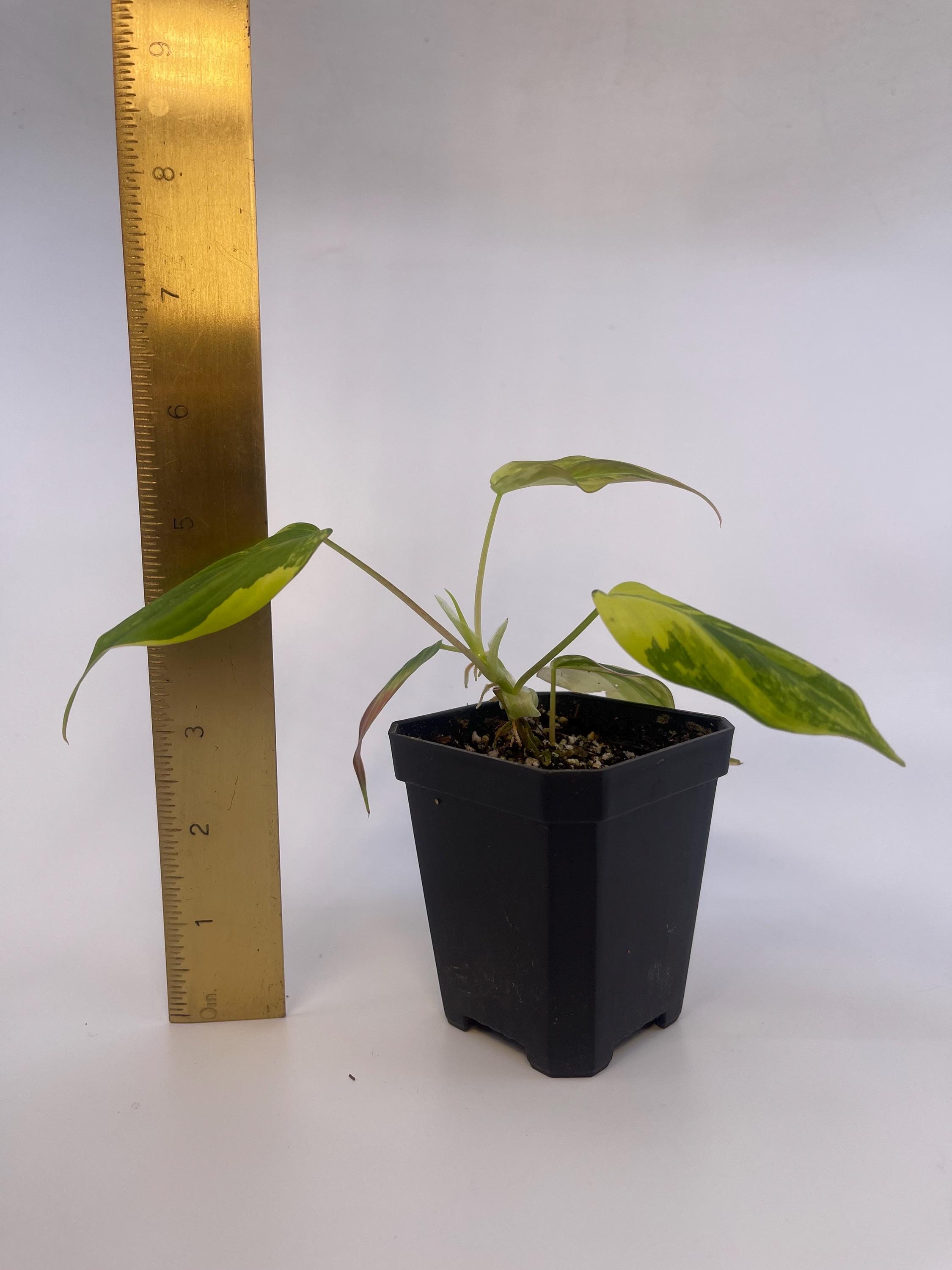 Variegated Philodendron micans Aurea (Can acclimate to house conditions)