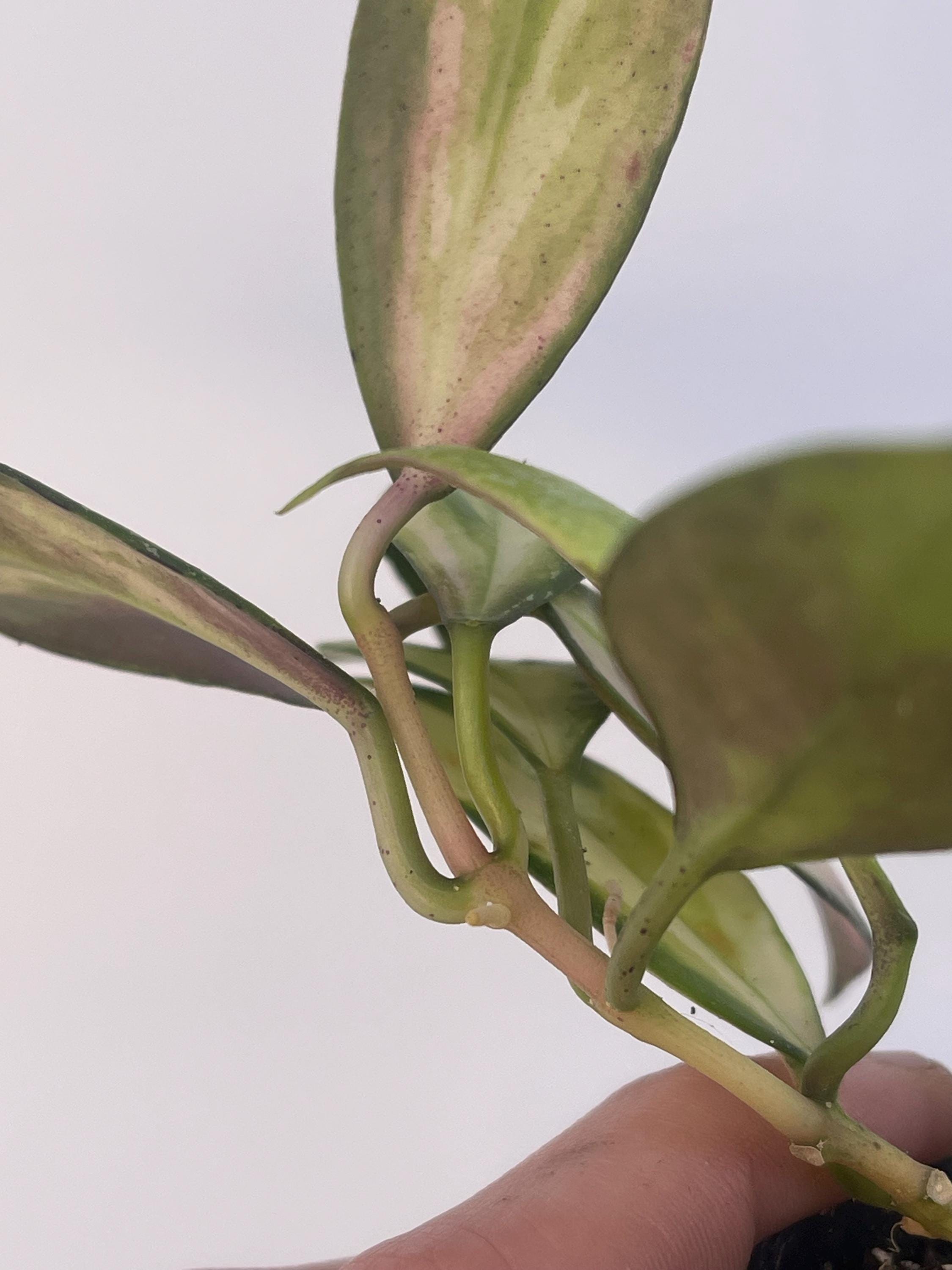 Variegated Hoya nabawensis (Can acclimate to house conditions)