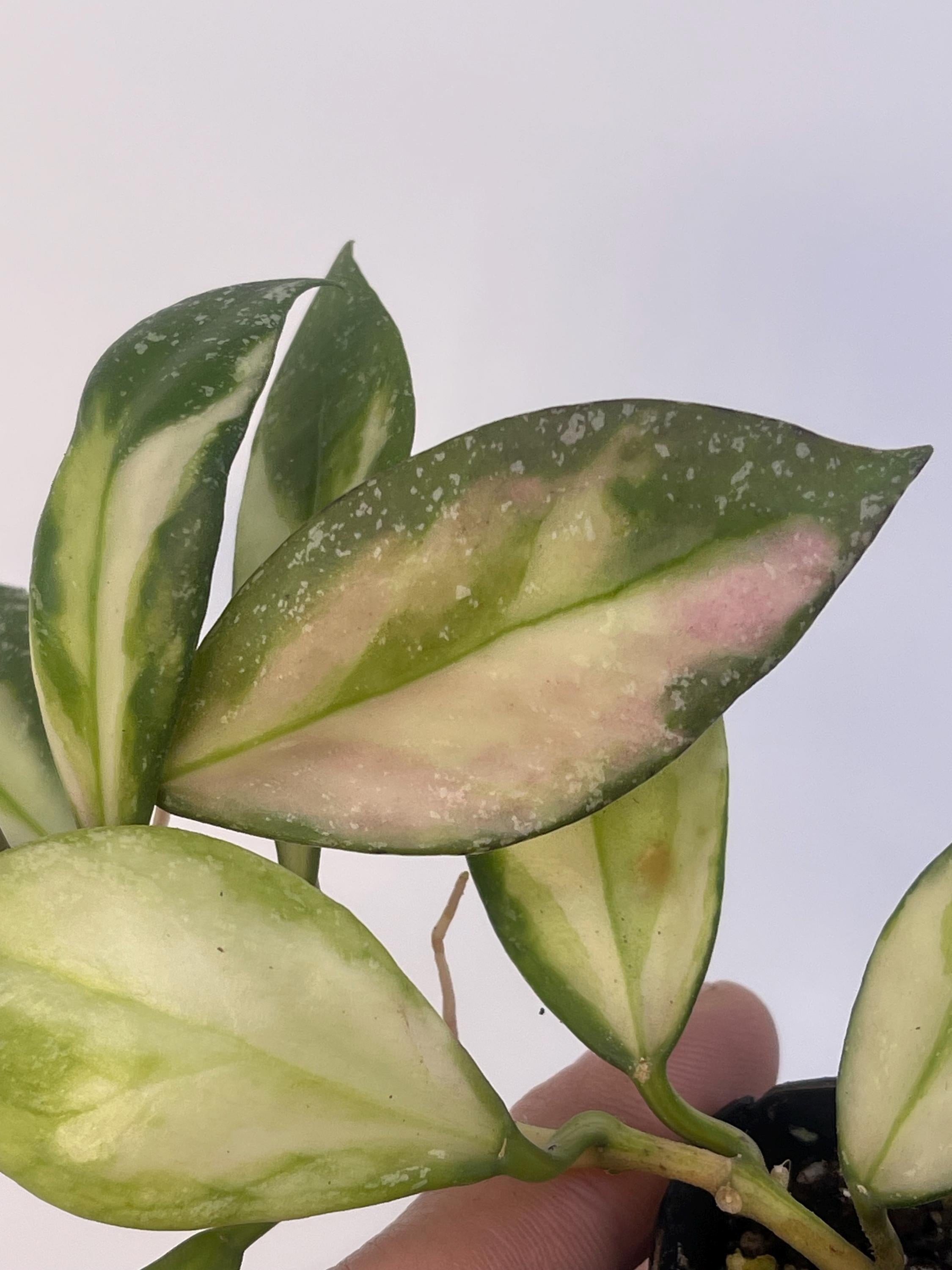 Variegated Hoya nabawensis (Can acclimate to house conditions)