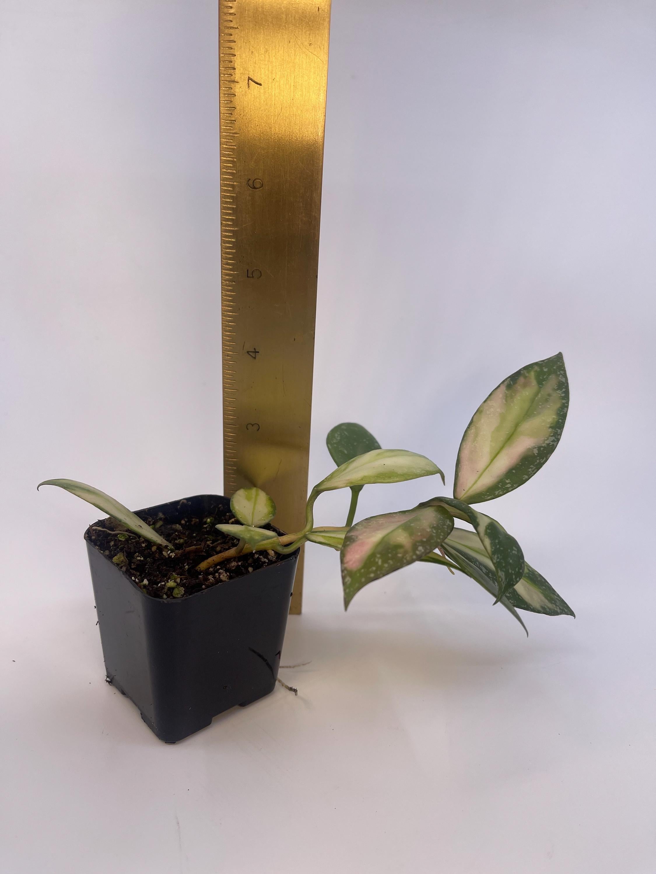 Variegated Hoya nabawensis (Can acclimate to house conditions)
