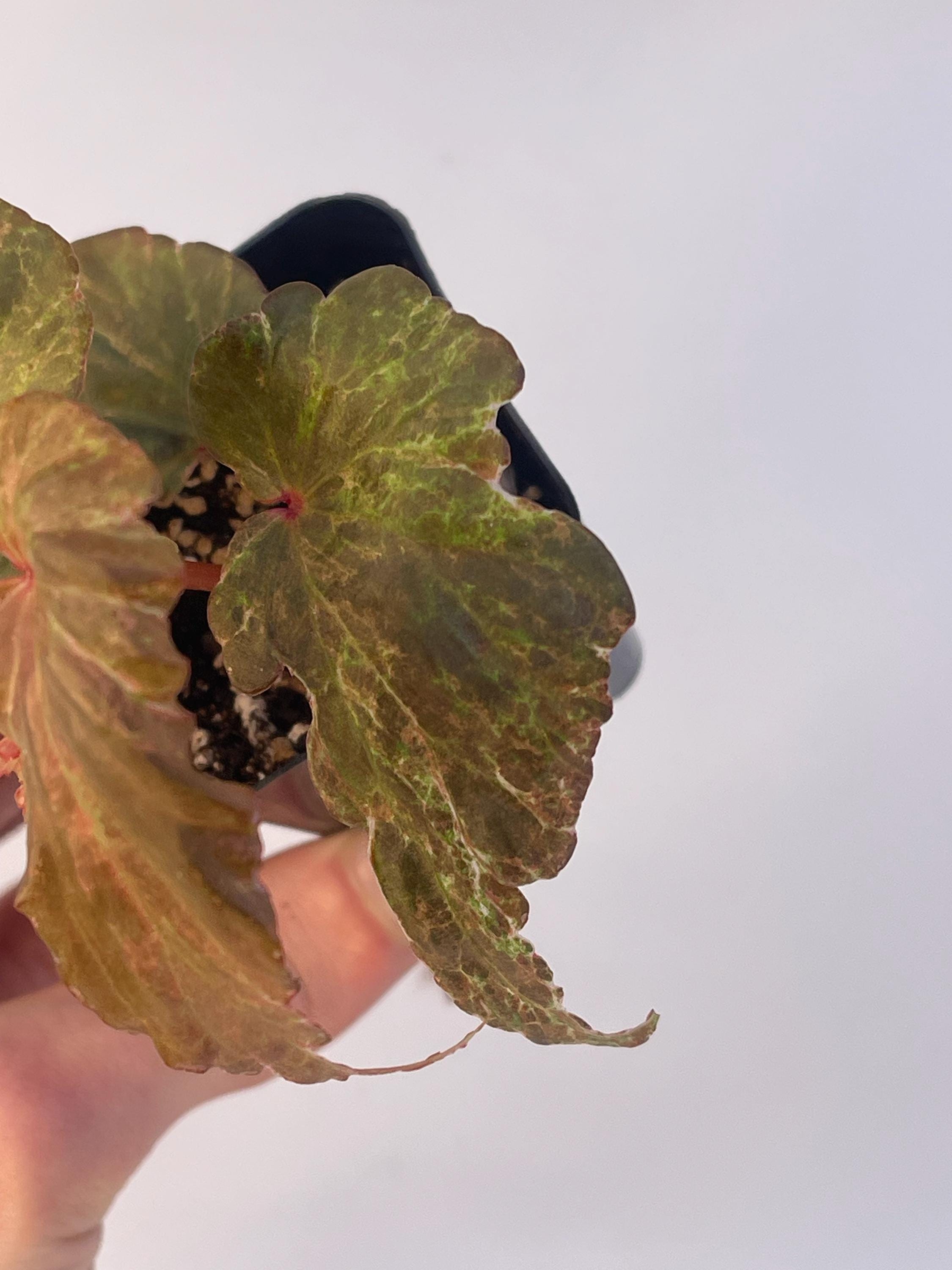 Variegated Begonia Botanicaz 49 V.4 Mutated (Can acclimate to house conditions) (small)