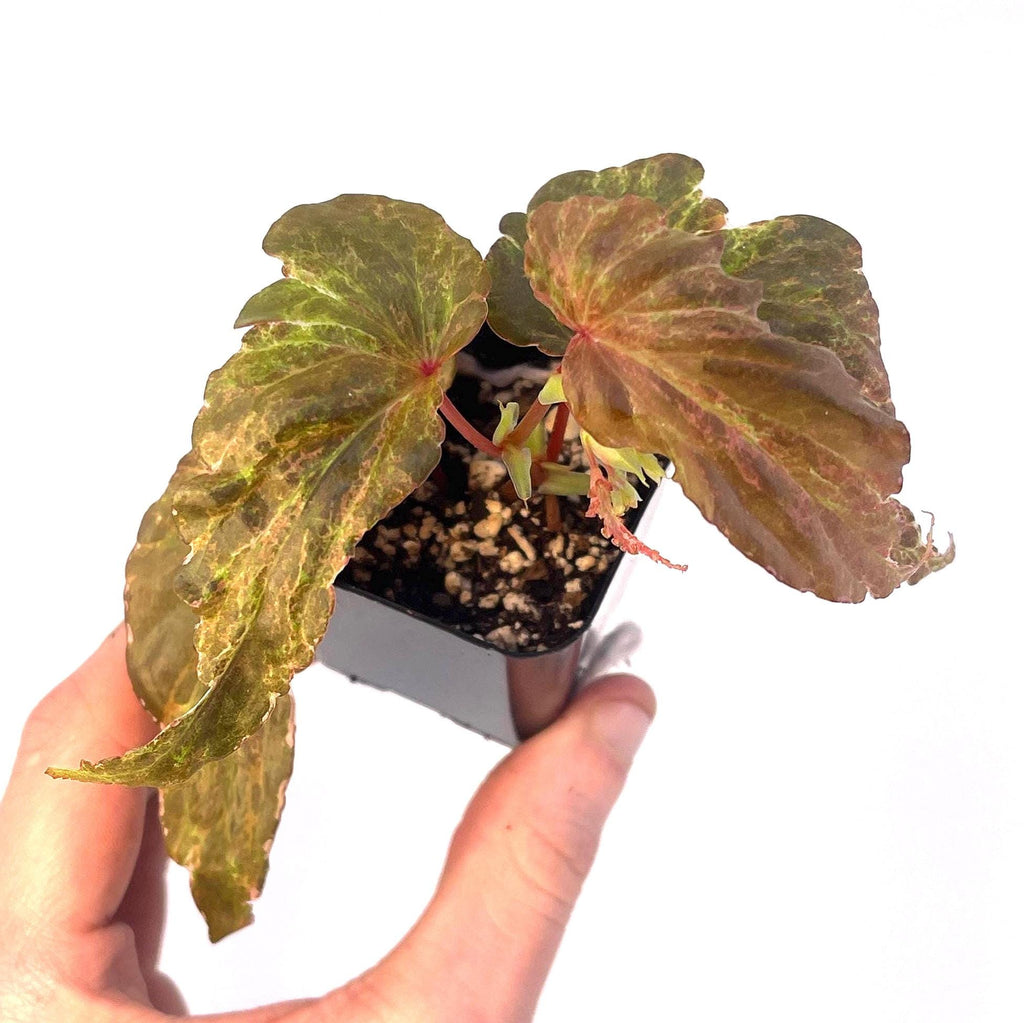 Variegated Begonia Botanicaz 49 V.4 Mutated (Can acclimate to house conditions) (small)