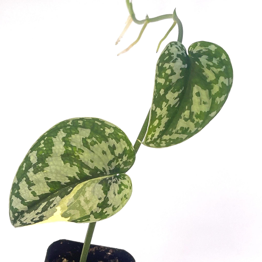 Possibly Reverted Variegated Scindapsus Mayari (Can acclimate to house conditions)