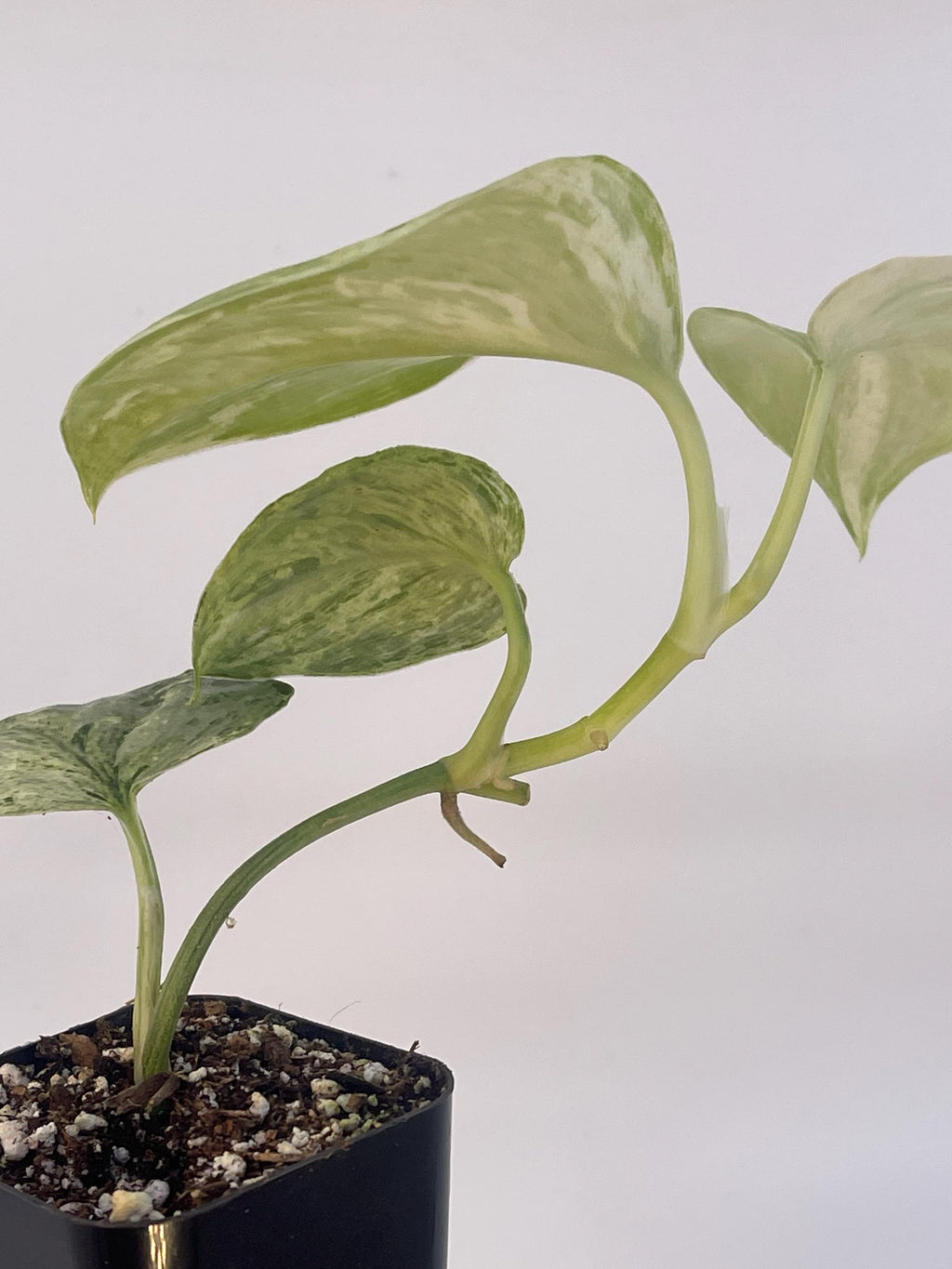 Scindapsus Peasun