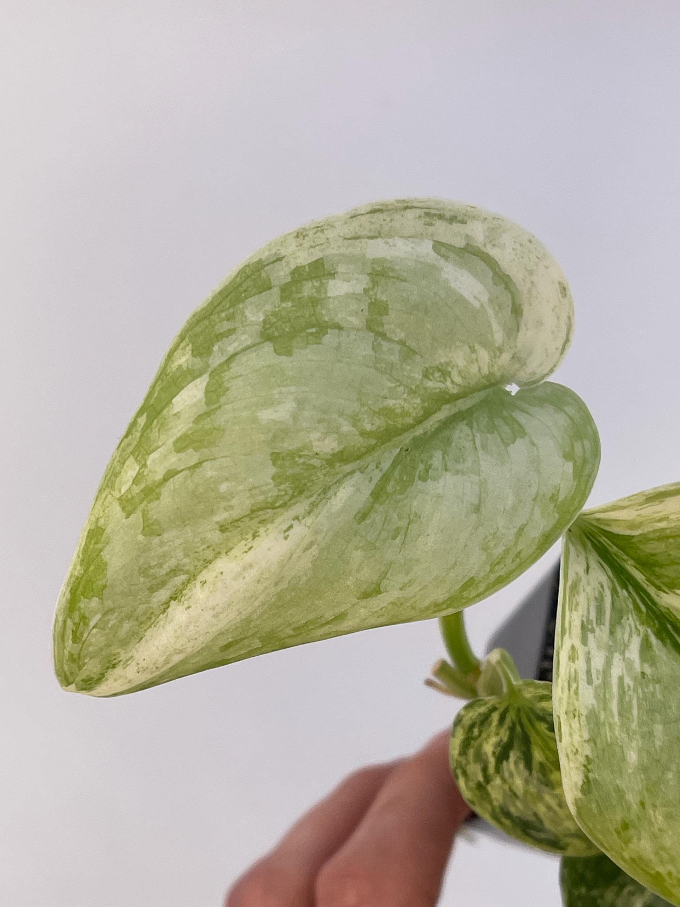 Scindapsus Peasun