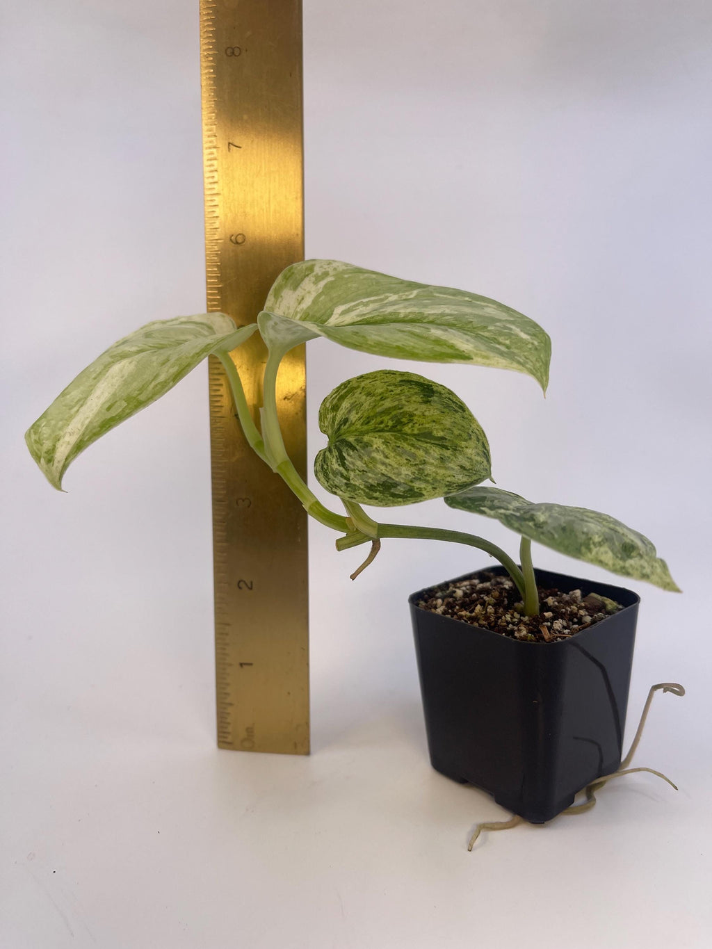 Scindapsus Peasun