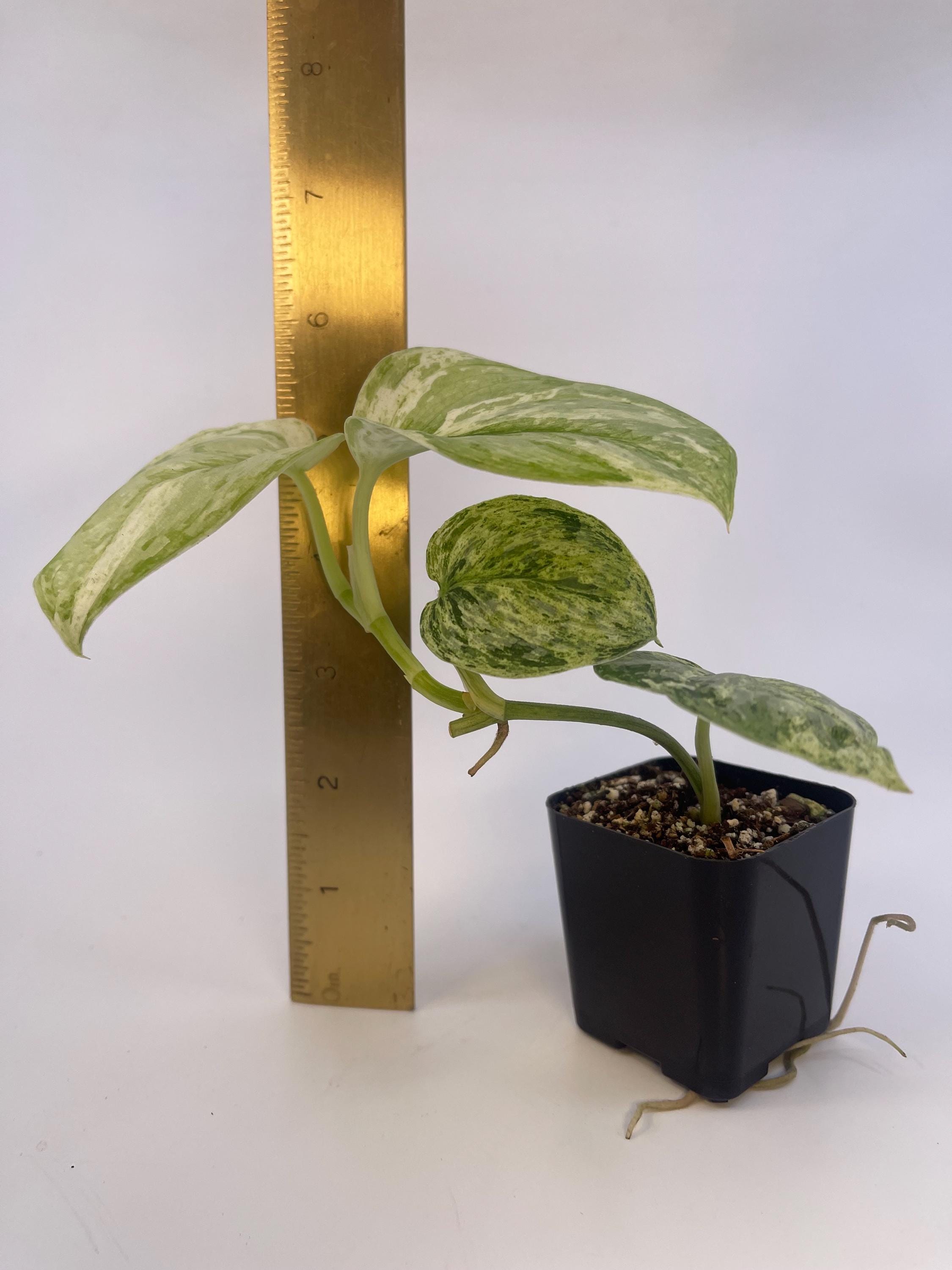 Scindapsus Peasun