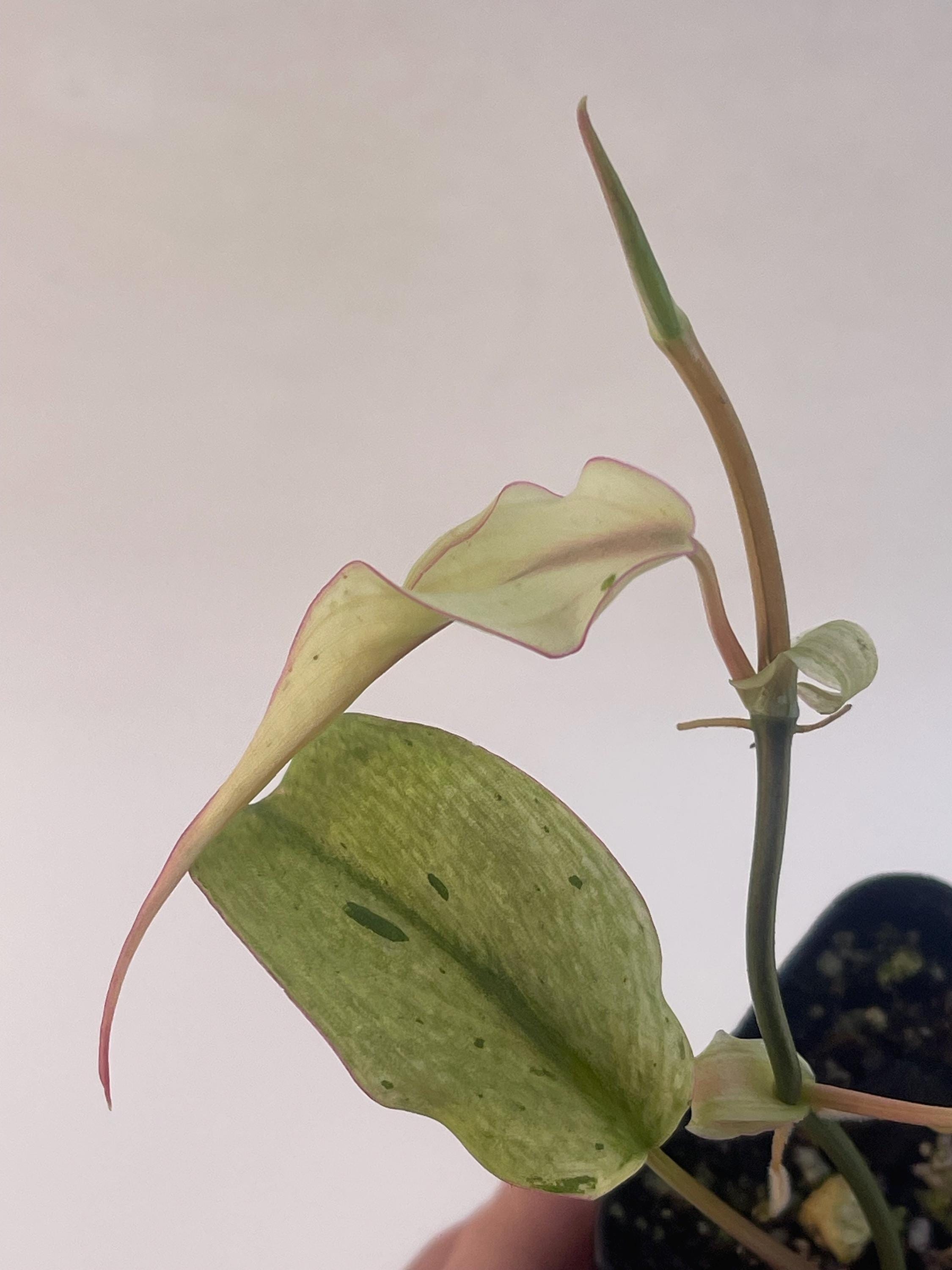 Variegated Philodendron micans ‘Mint’ (Can acclimate to house conditions)