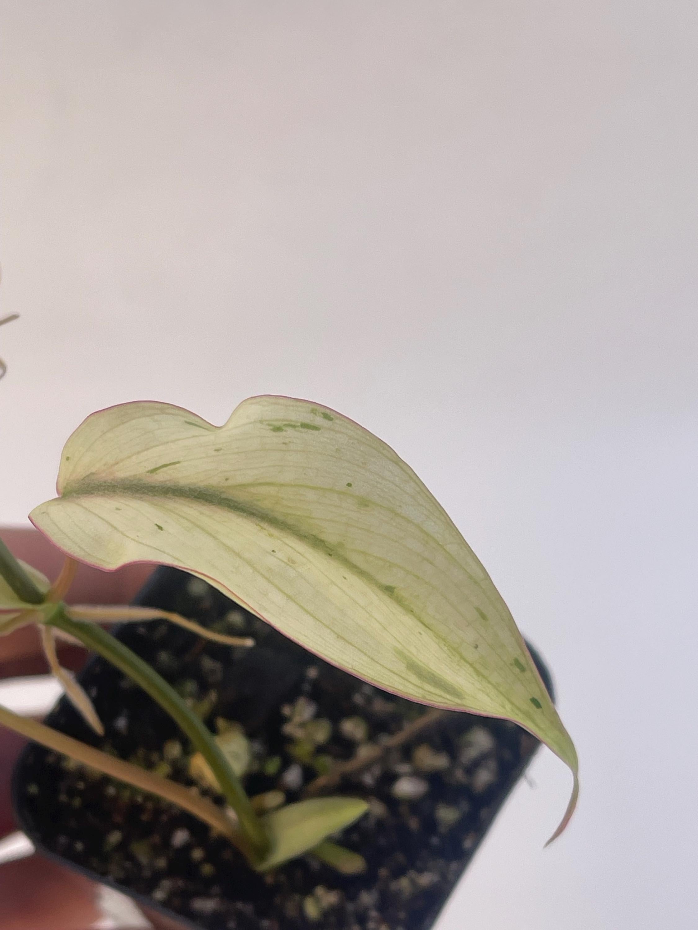Variegated Philodendron micans ‘Mint’ (Can acclimate to house conditions)