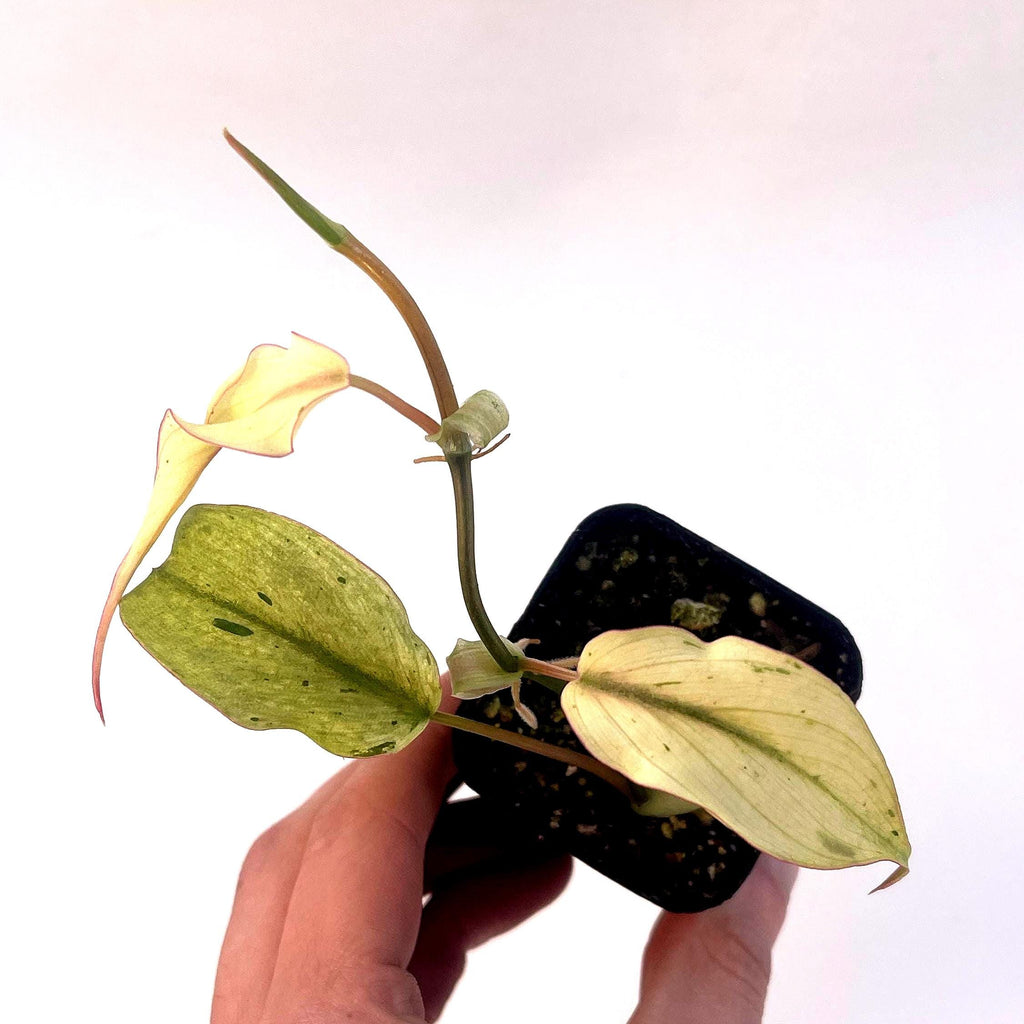 Variegated Philodendron micans ‘Mint’ (Can acclimate to house conditions)