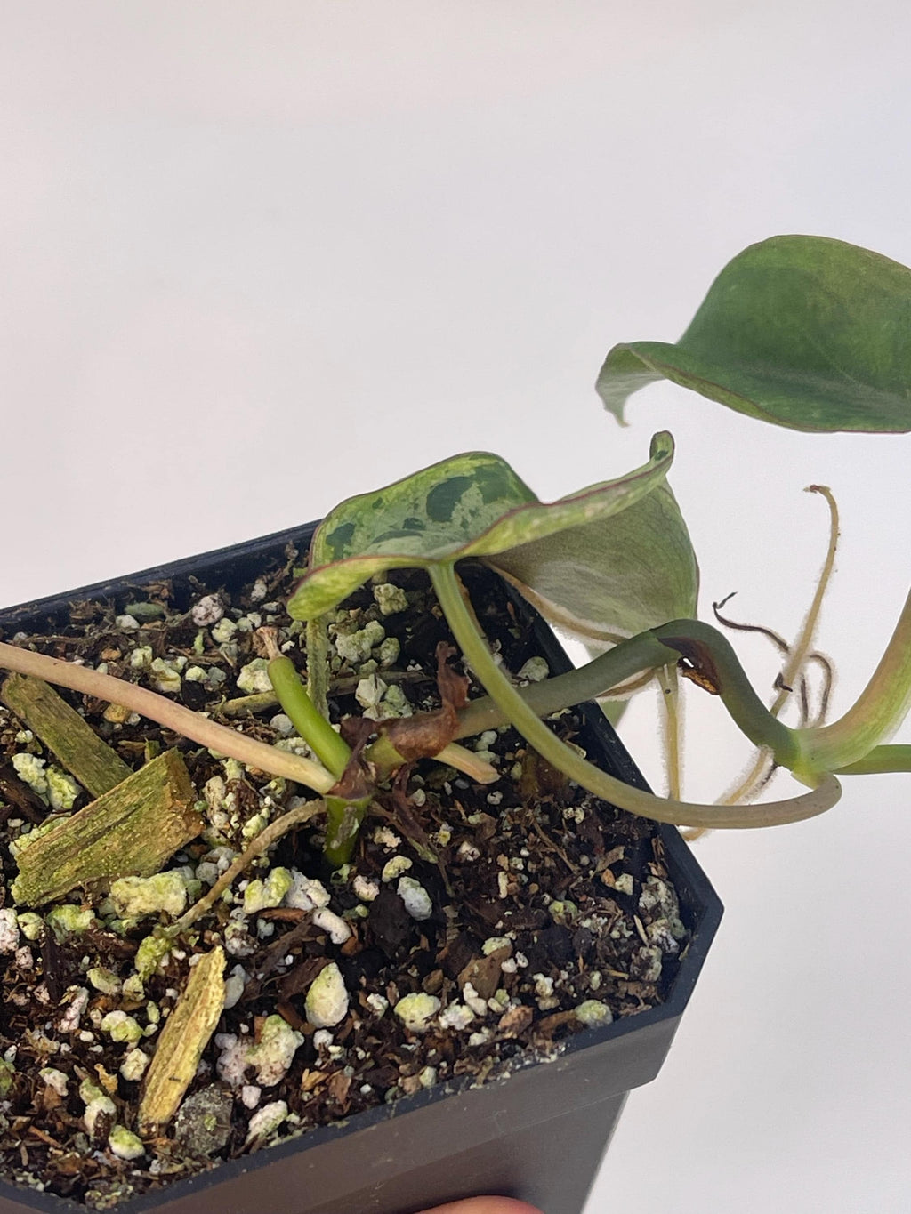 Variegated Philodendron micans ‘Mint’ (Can acclimate to house conditions)