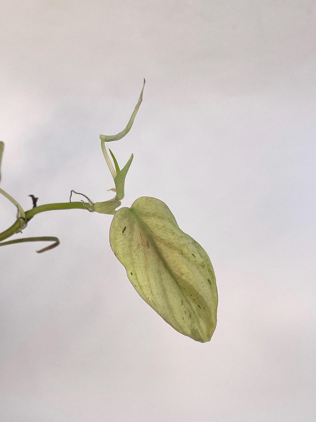 Variegated Philodendron micans ‘Mint’ (Can acclimate to house conditions)