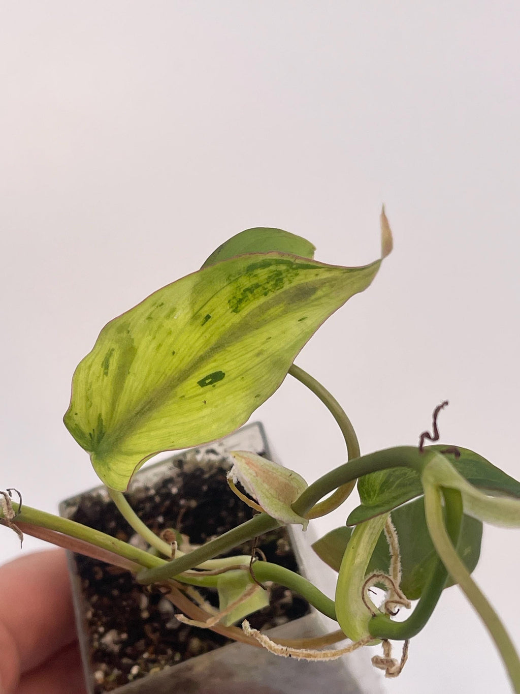 Variegated Philodendron micans ‘Mint’ (Can acclimate to house conditions)