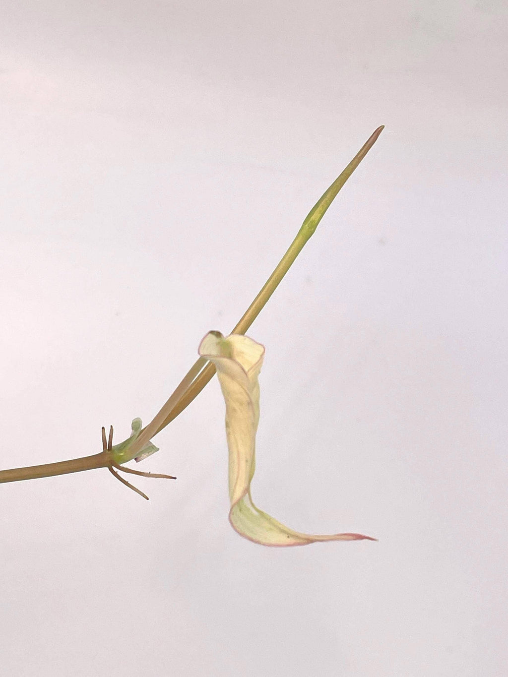 Variegated Philodendron micans ‘Mint’ (Can acclimate to house conditions)
