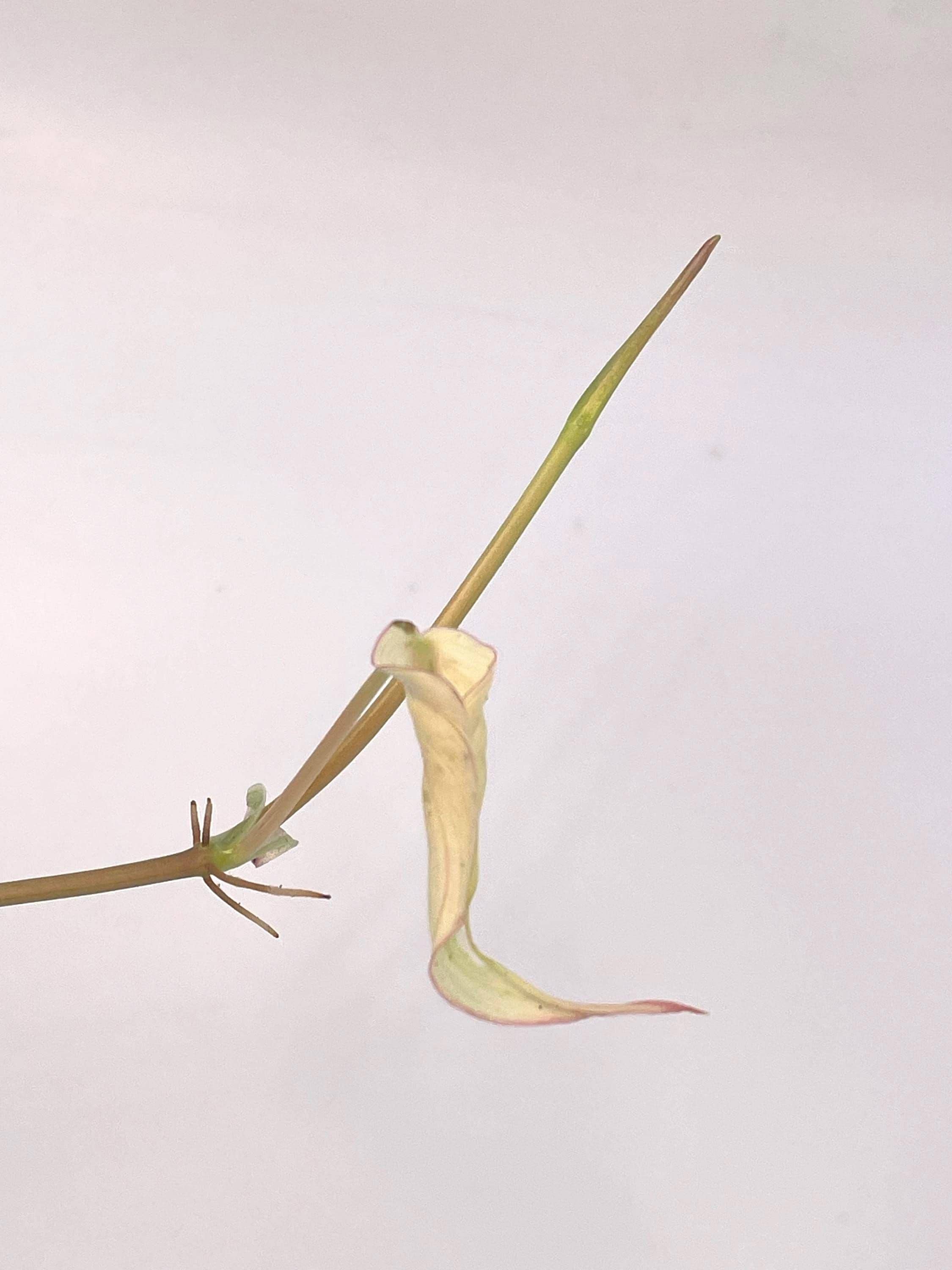 Variegated Philodendron micans ‘Mint’ (Can acclimate to house conditions)