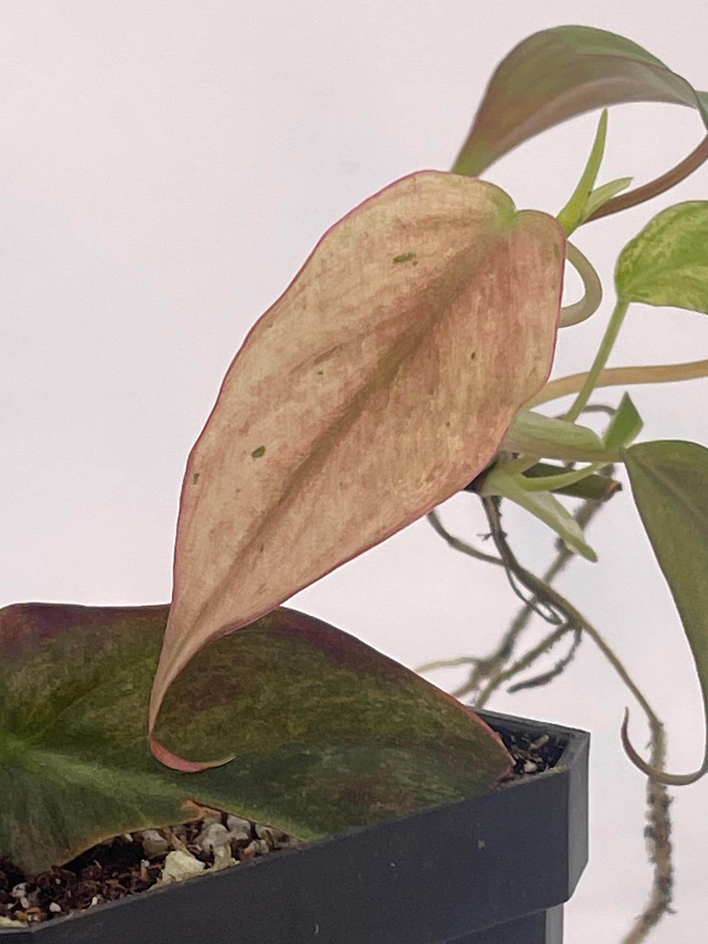 Variegated Philodendron micans ‘Mint’ (Can acclimate to house conditions)