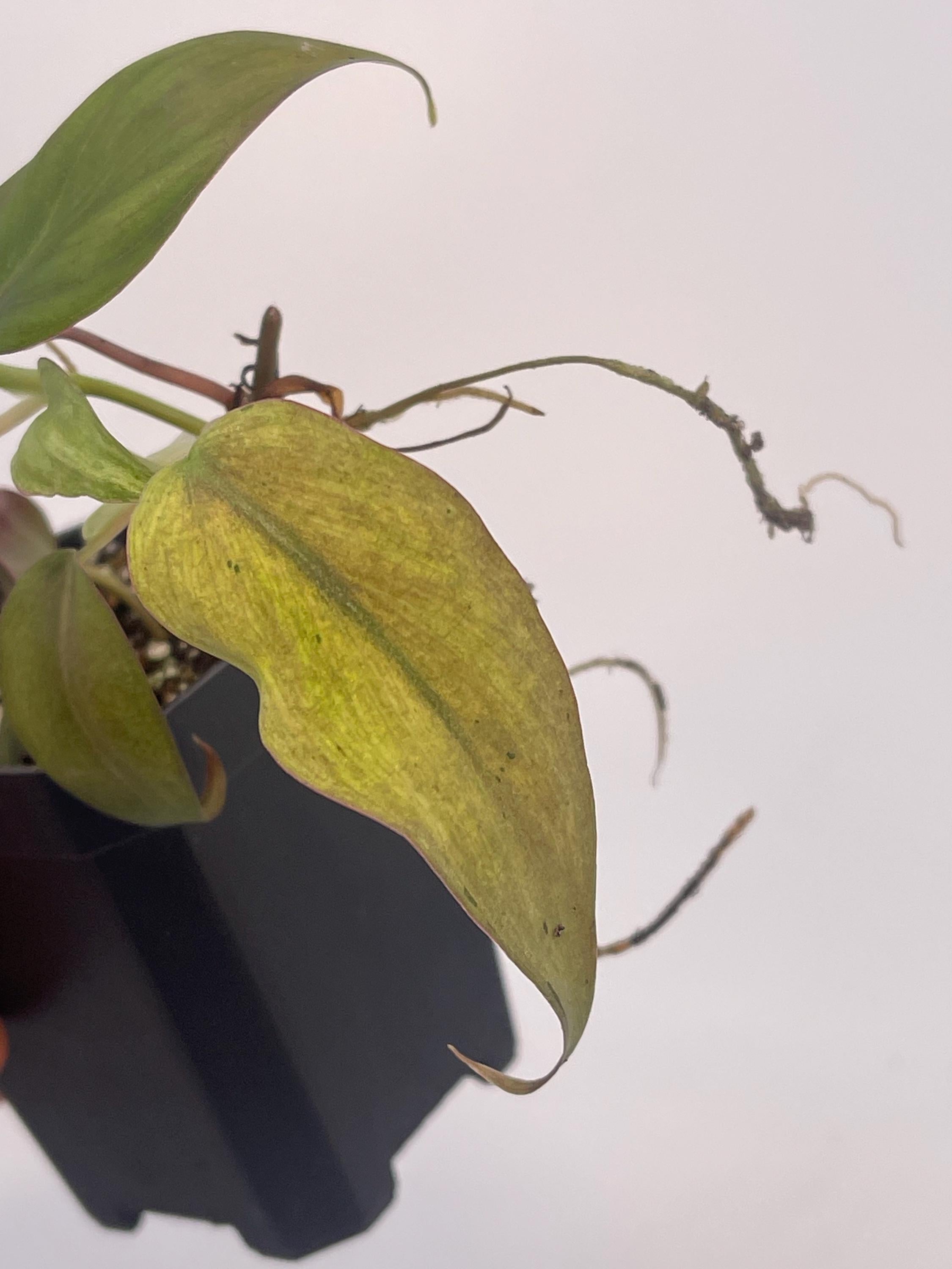 Variegated Philodendron micans ‘Mint’ (Can acclimate to house conditions)