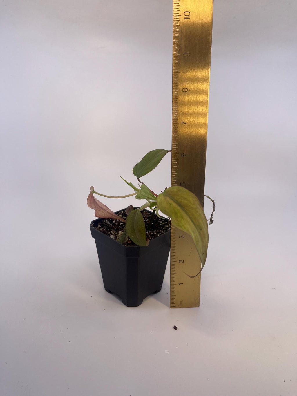 Variegated Philodendron micans ‘Mint’ (Can acclimate to house conditions)