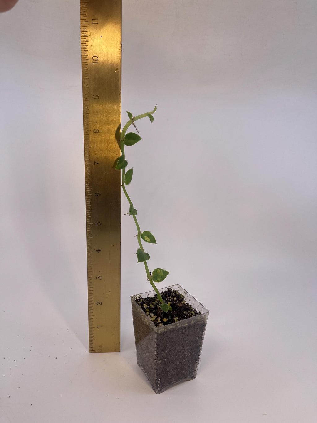 Variegated hayii (rooted cutting)