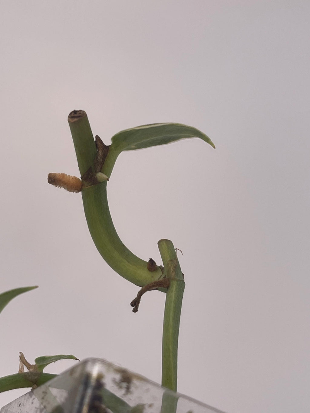Variegated hayii (rooted cutting)
