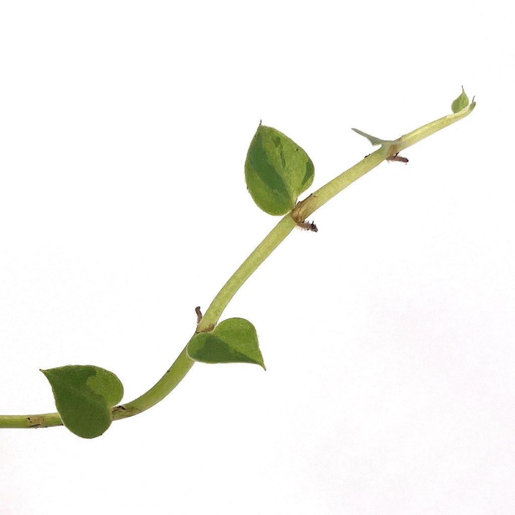 Variegated hayii (rooted cutting)