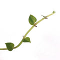 Variegated hayii (rooted cutting)