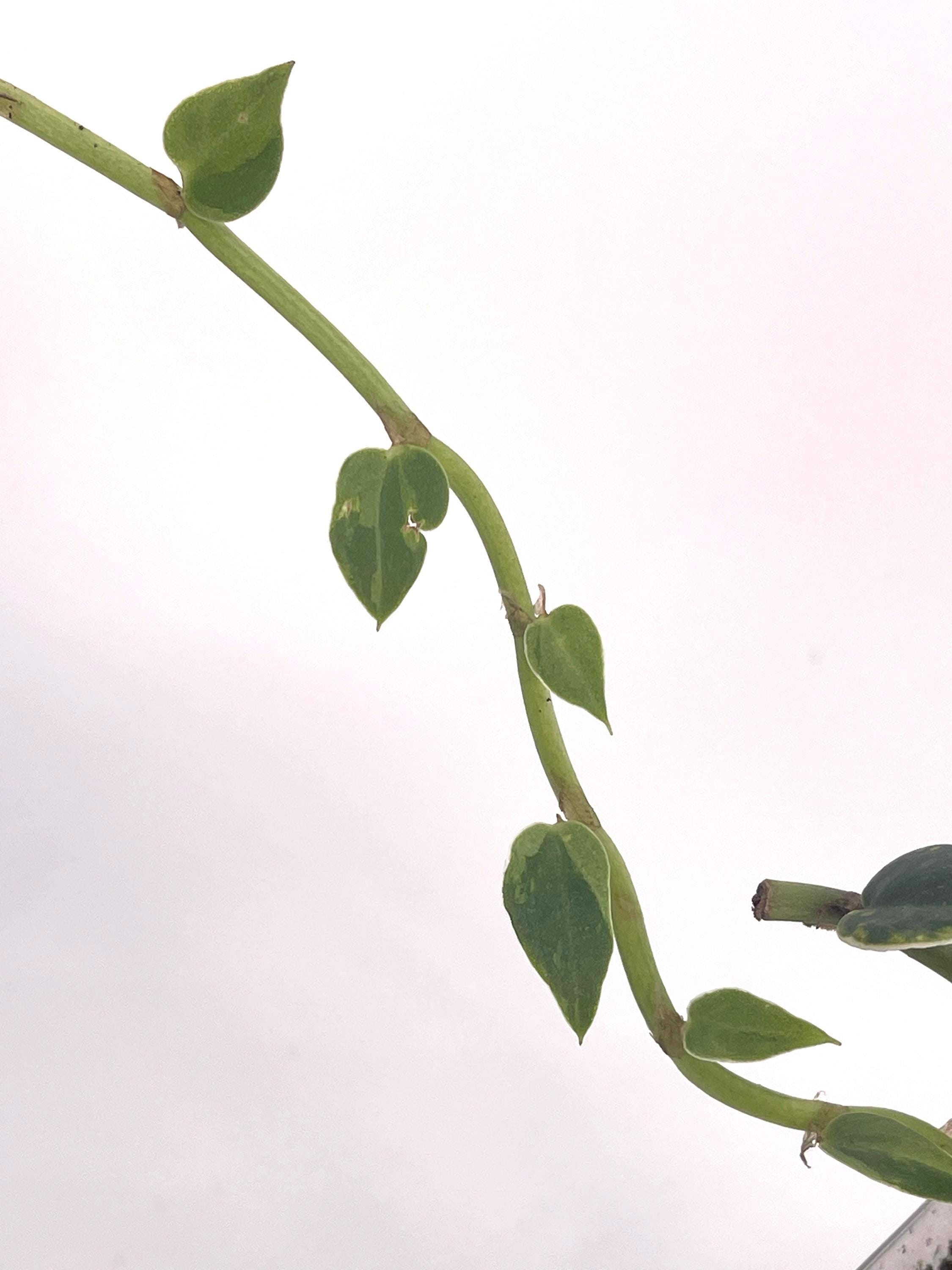 Variegated hayii (rooted cutting)