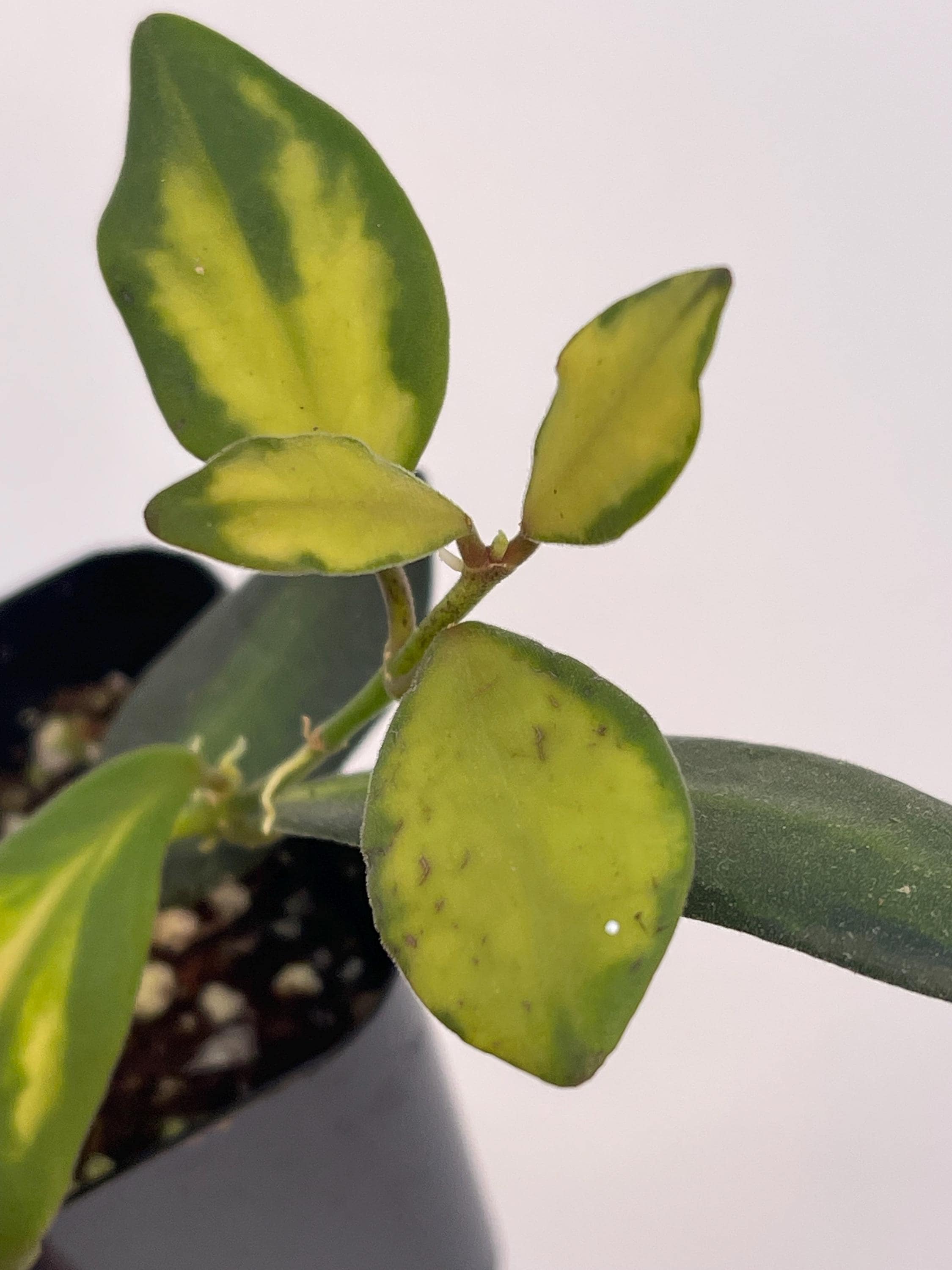 Variegated Hoya sp.