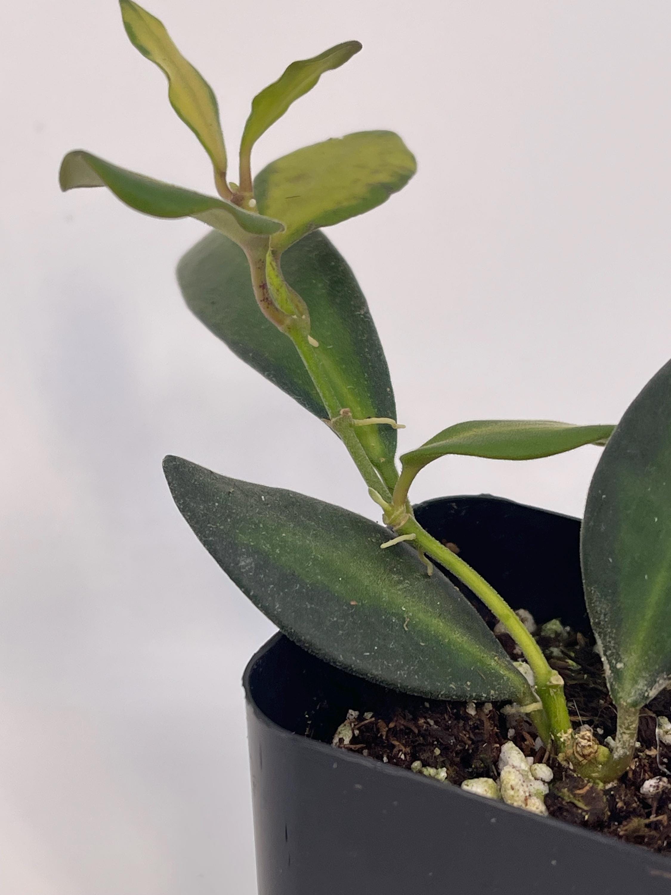 Variegated Hoya sp.