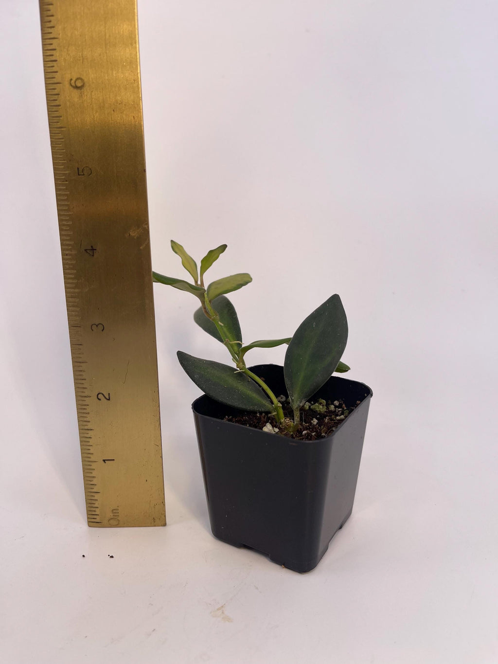 Variegated Hoya sp.