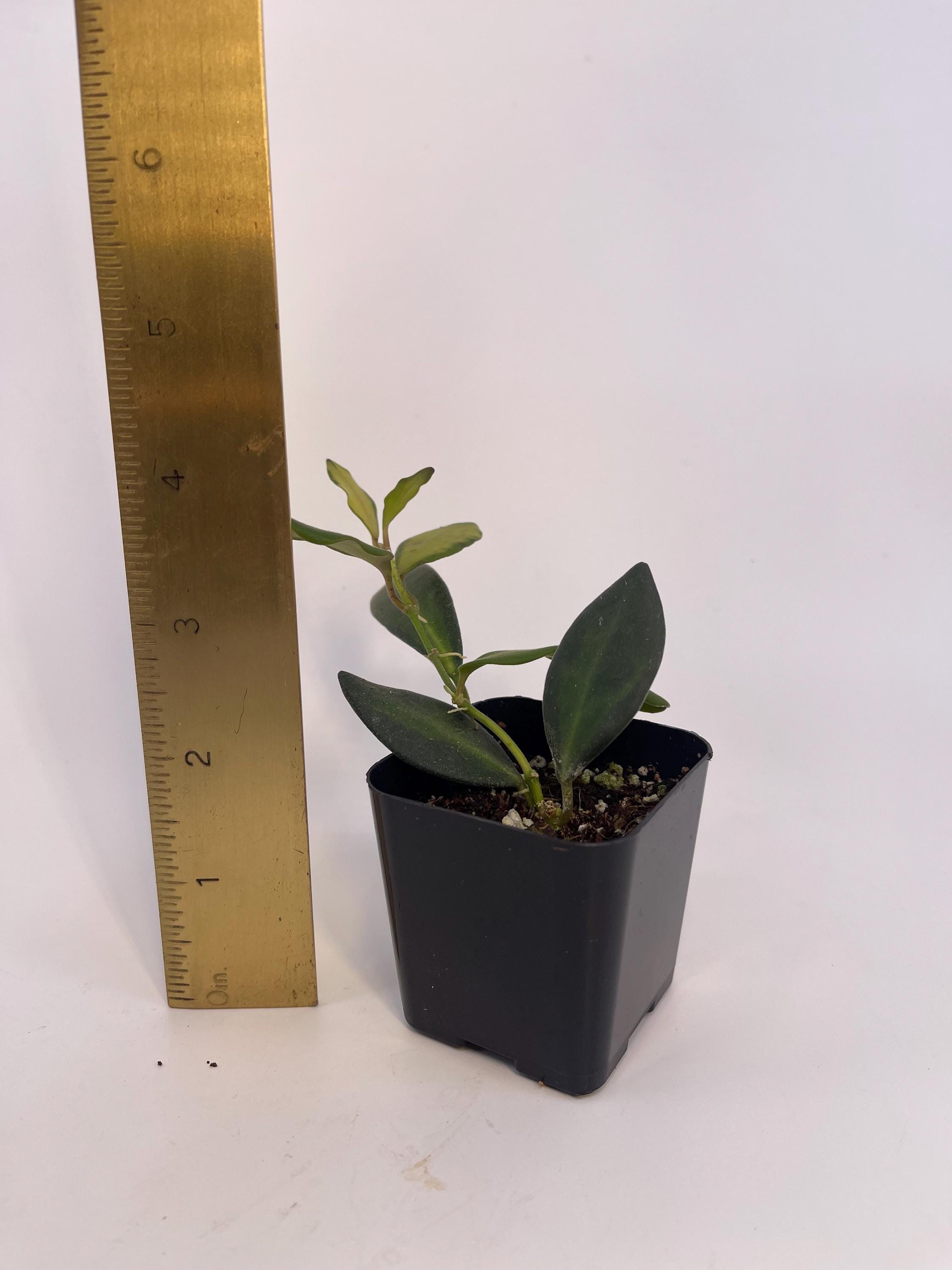 Variegated Hoya sp.