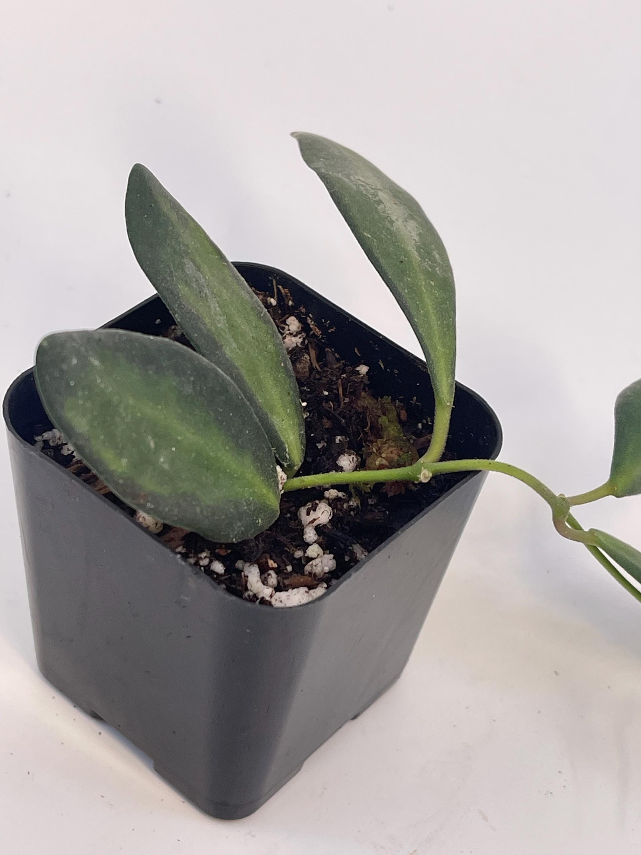 Variegated Hoya sp.