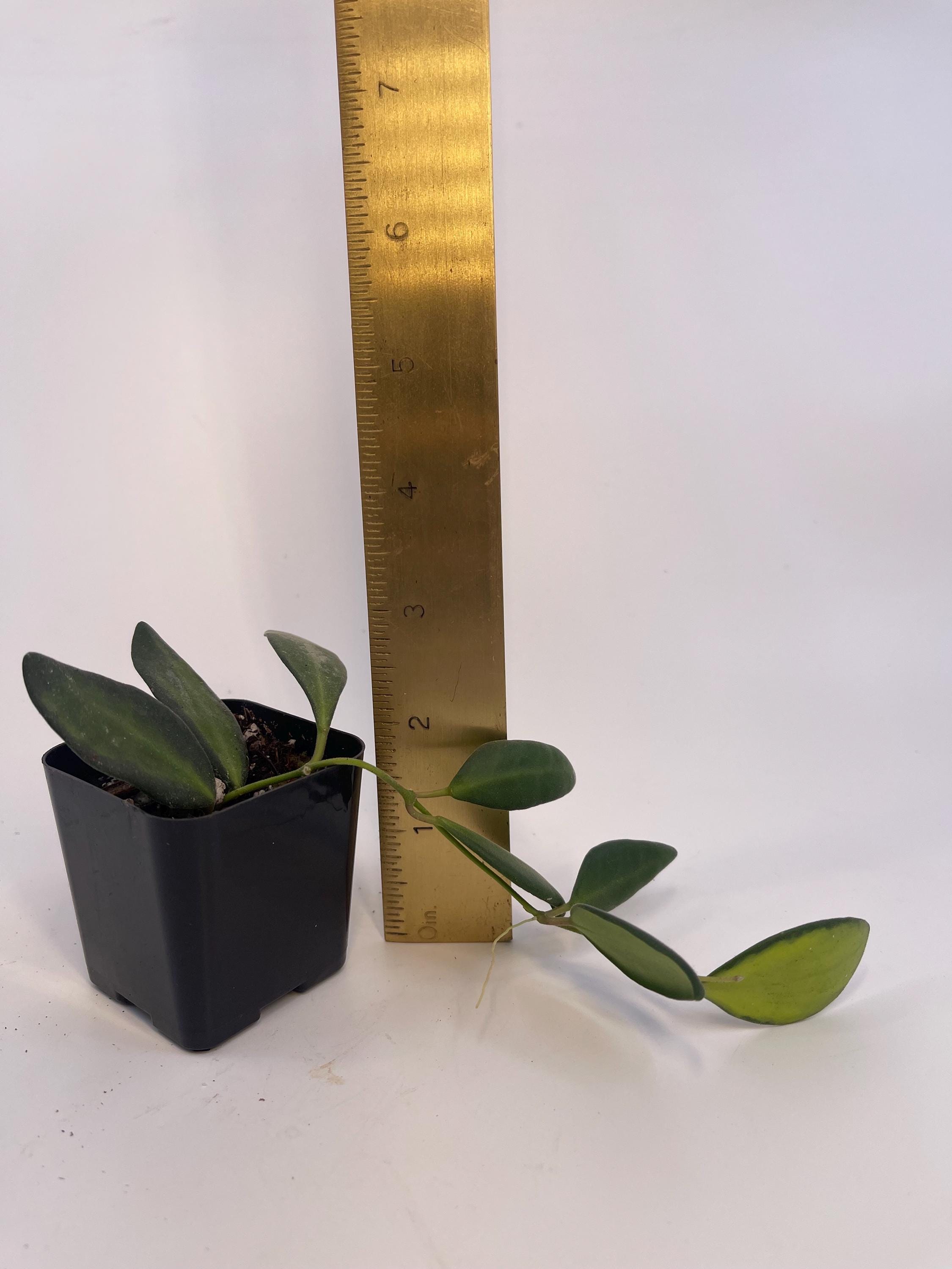 Variegated Hoya sp.