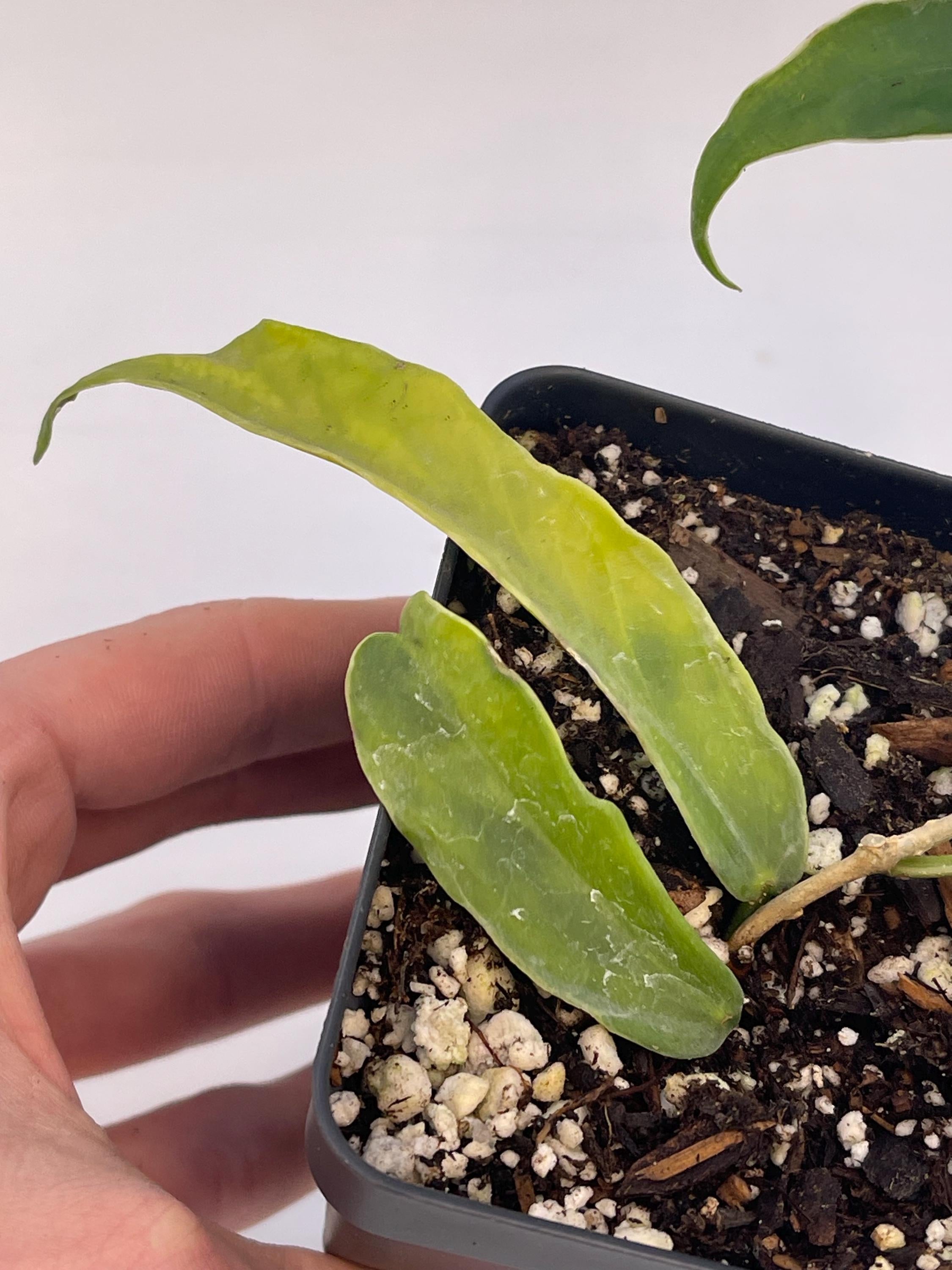 Variegated Hoya sp. kenejiana (Can acclimate to house conditions)