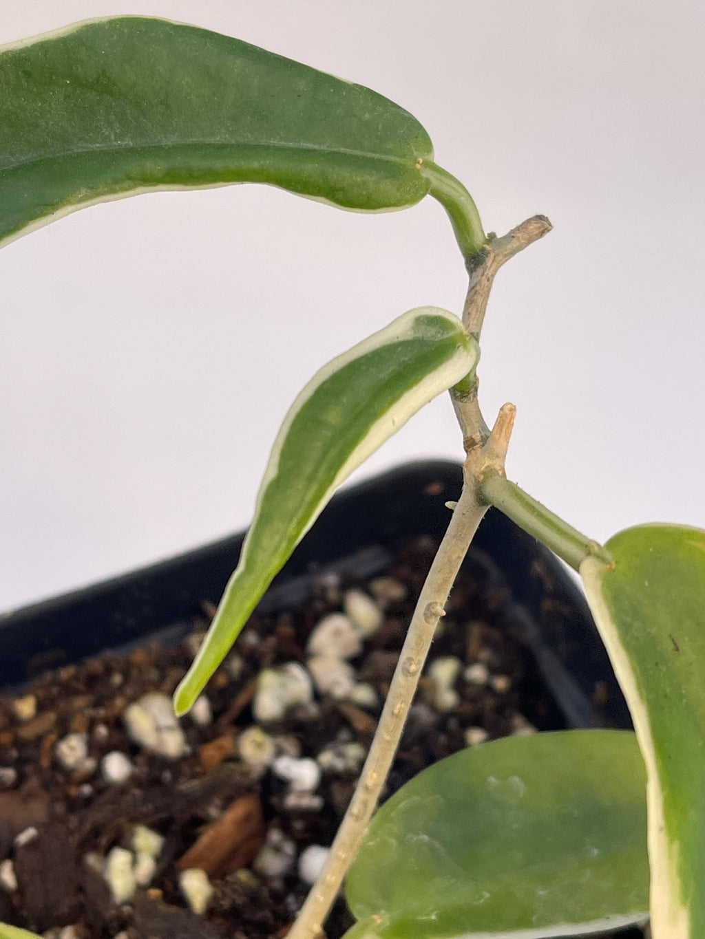 Variegated Hoya sp. kenejiana (Can acclimate to house conditions)