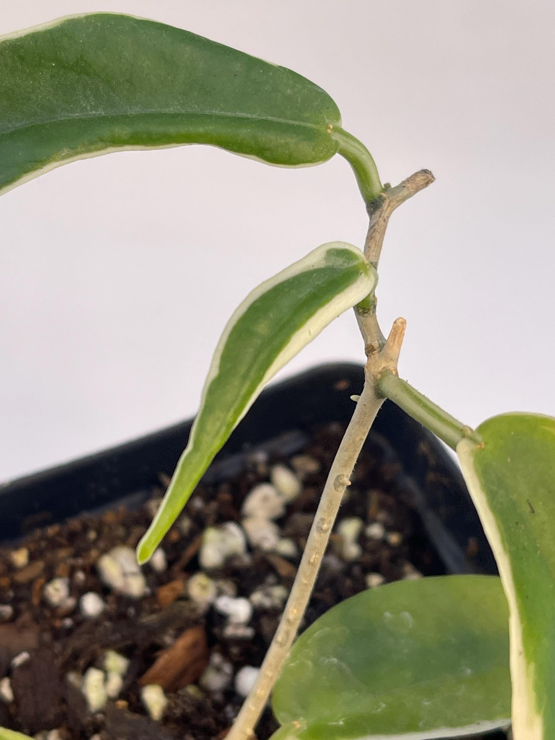 Variegated Hoya sp. kenejiana (Can acclimate to house conditions)