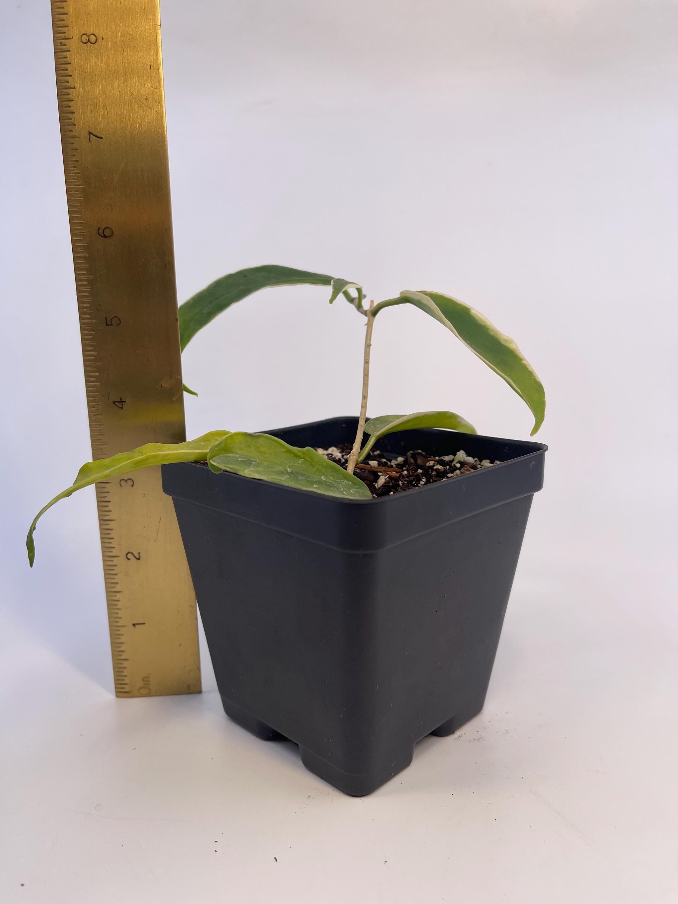 Variegated Hoya sp. kenejiana (Can acclimate to house conditions)