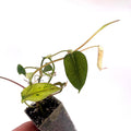 Variegated Philodendron micans ‘Mint’ (Can acclimate to house conditions)