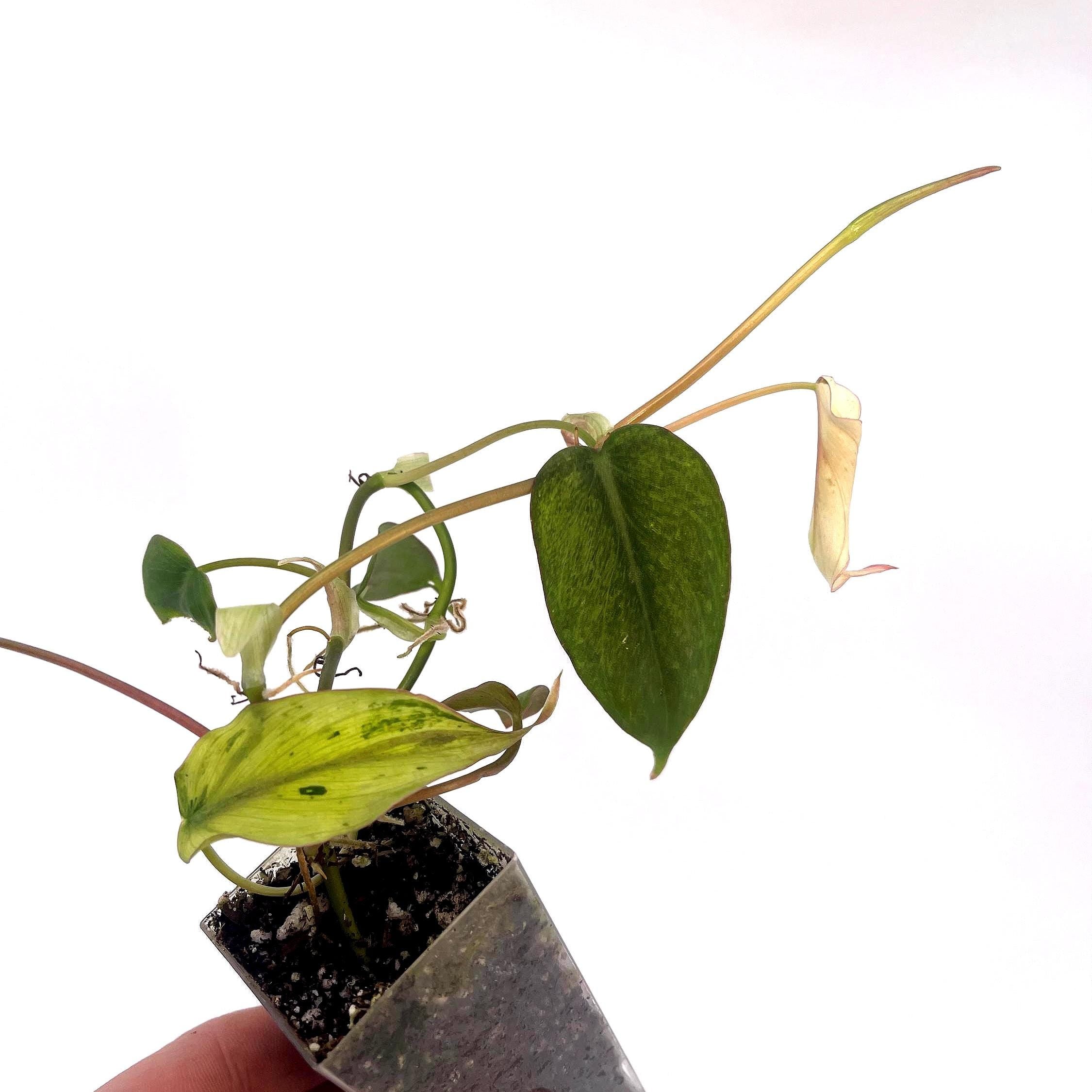Variegated Philodendron micans ‘Mint’ (Can acclimate to house conditions)