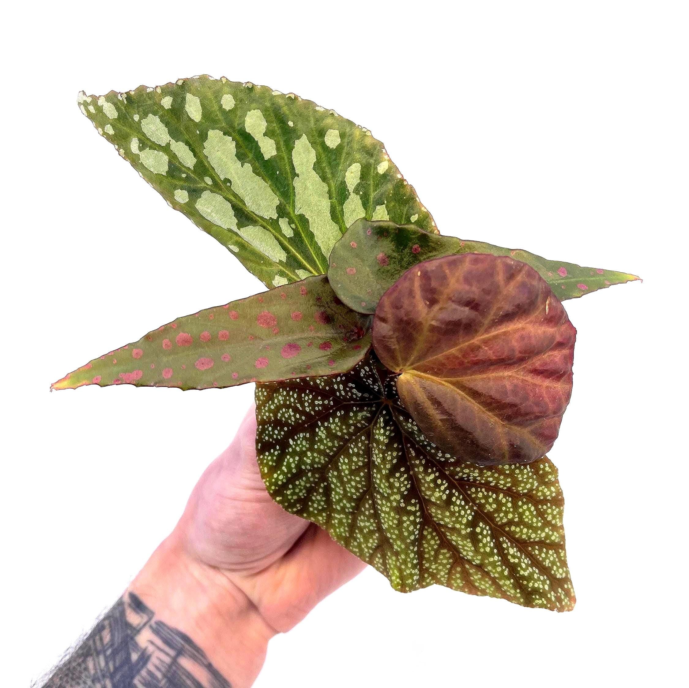 BEGONIA CUTTING COMBO 3 (Leaf Cuts) Botanicaz 222, Botanicaz 135, Botanicaz 85 V.1, and Two Botanicaz 33