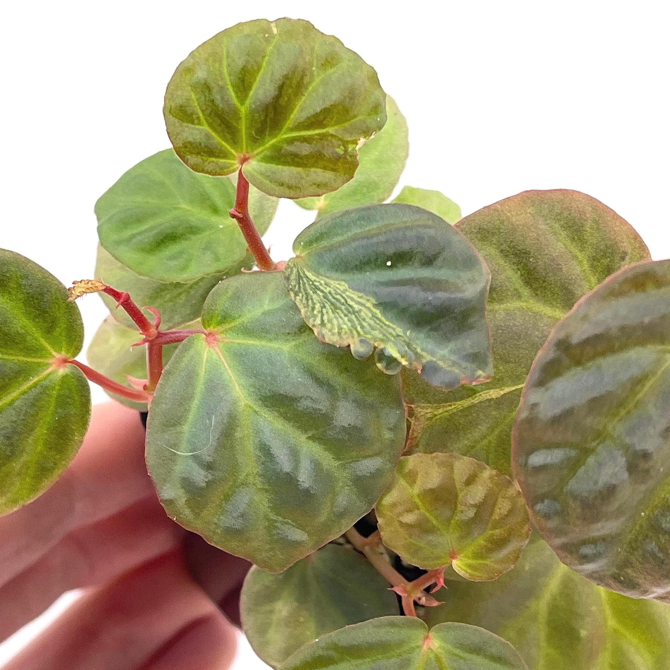 Begonia Botanicaz 85 V.9