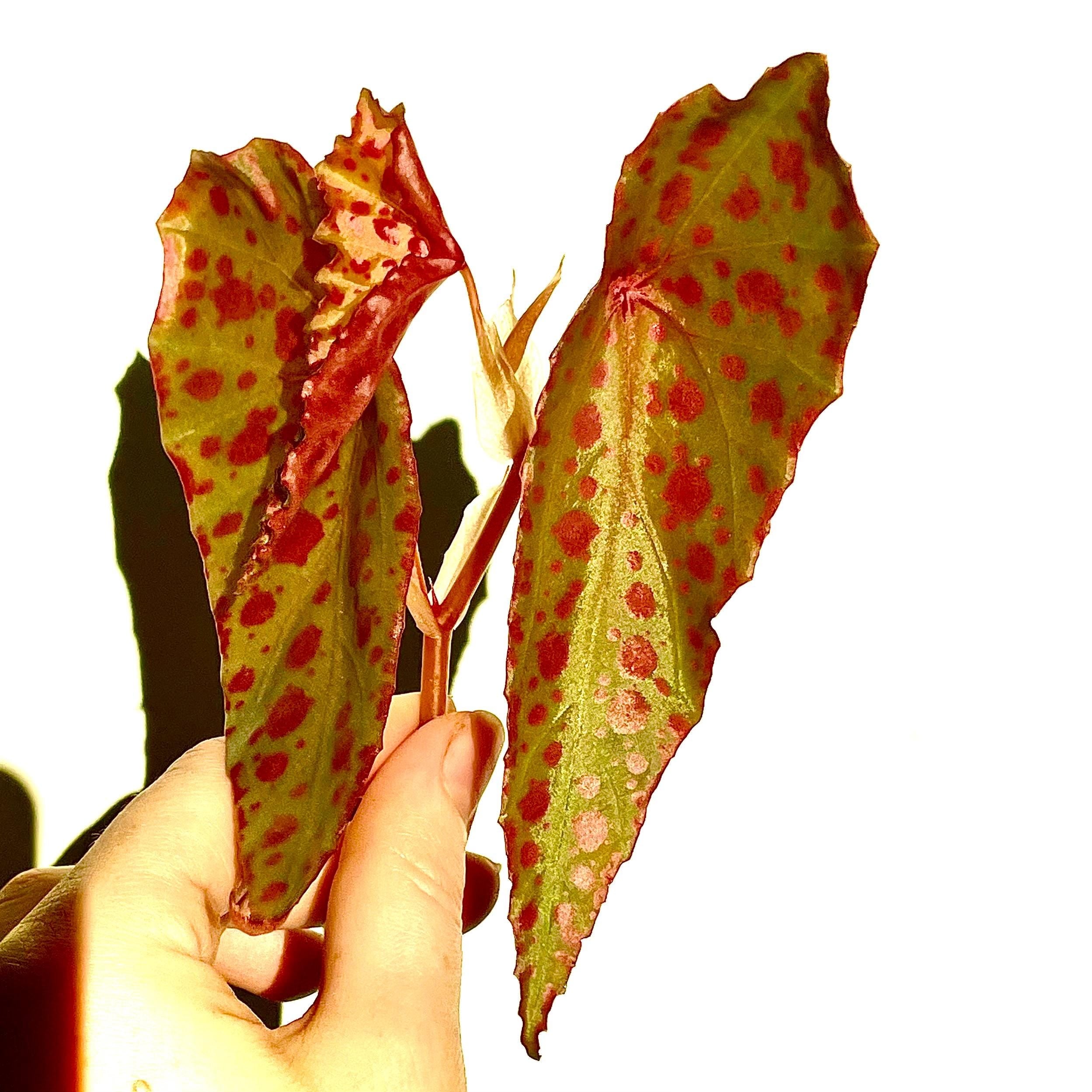 Begonia Botanicaz 33 Begonia malachosticta x Begonia amphioxus (Can acclimate to house conditions) Fragrant Blooms