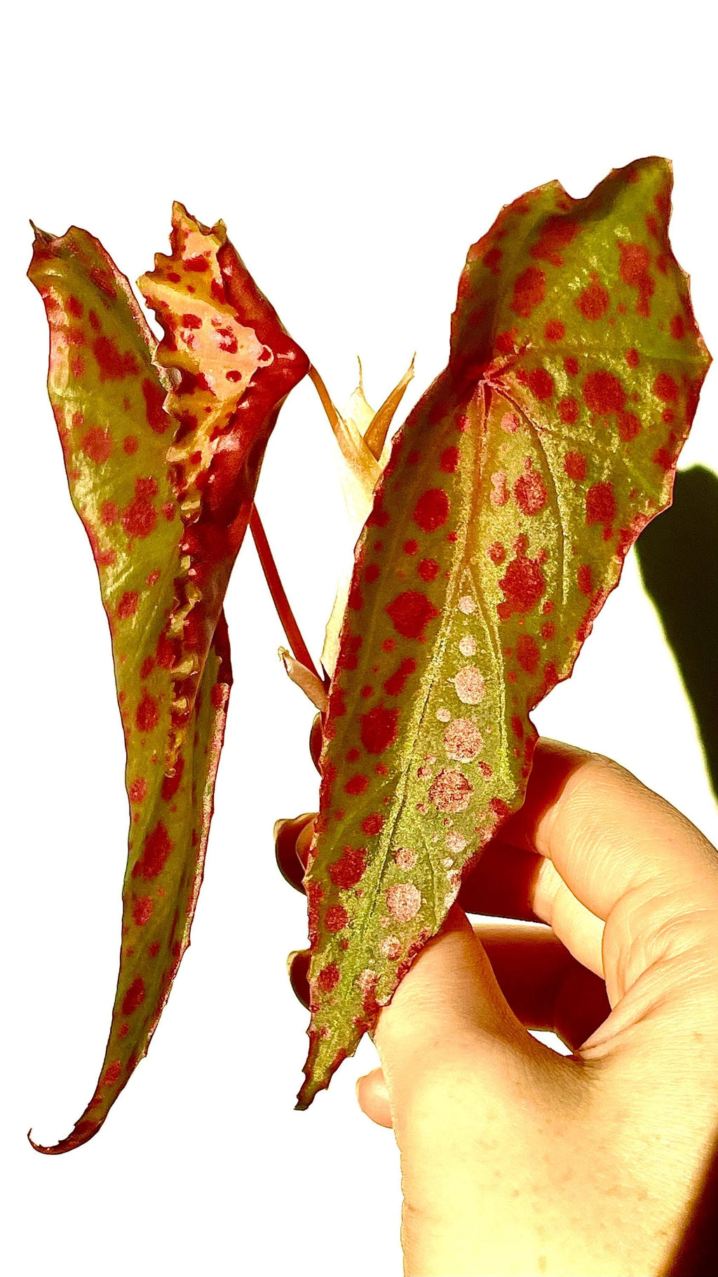 Begonia Botanicaz 33 Begonia malachosticta x Begonia amphioxus (Can acclimate to house conditions) Fragrant Blooms