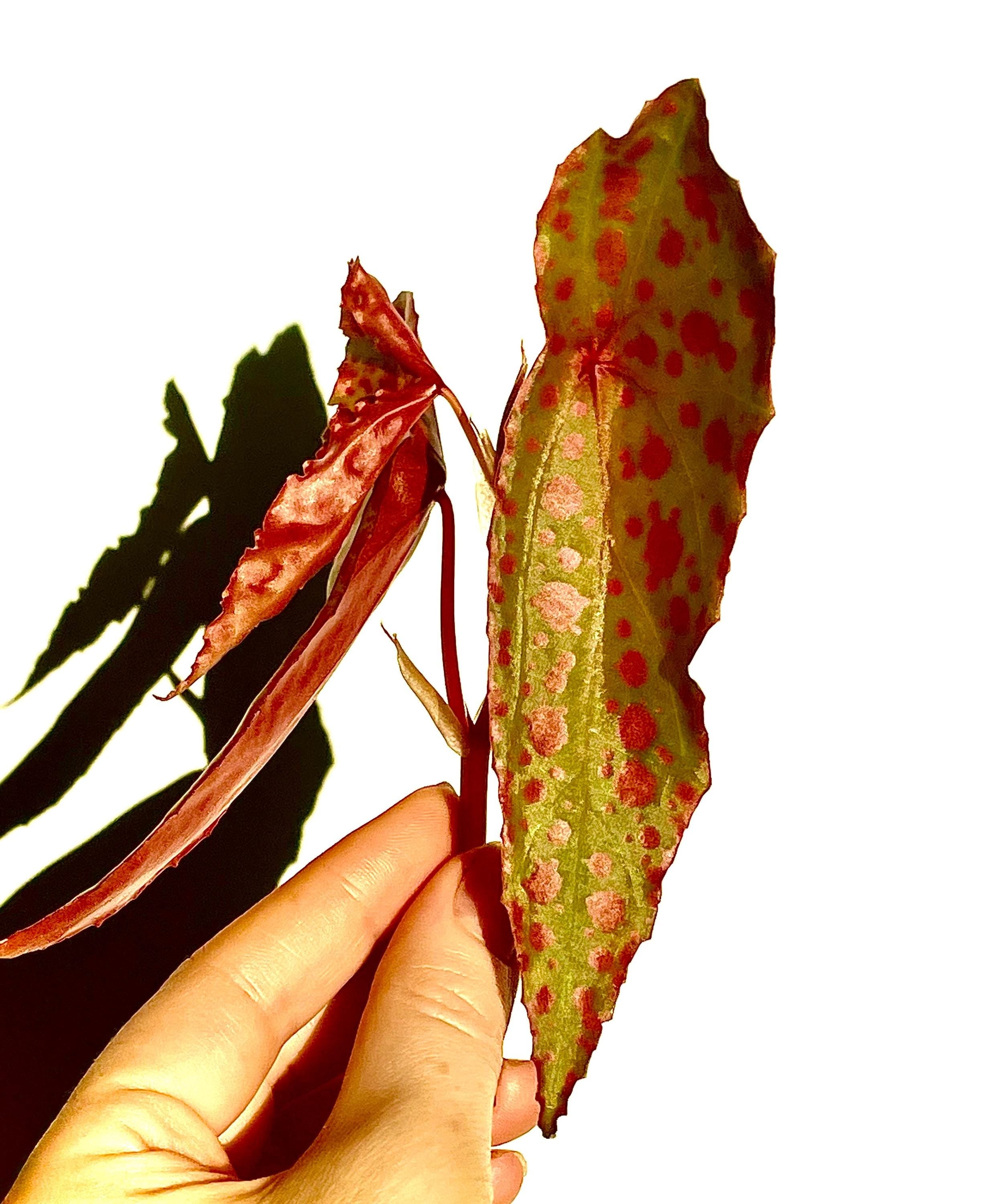 Begonia Botanicaz 33 Begonia malachosticta x Begonia amphioxus (Can acclimate to house conditions) Fragrant Blooms