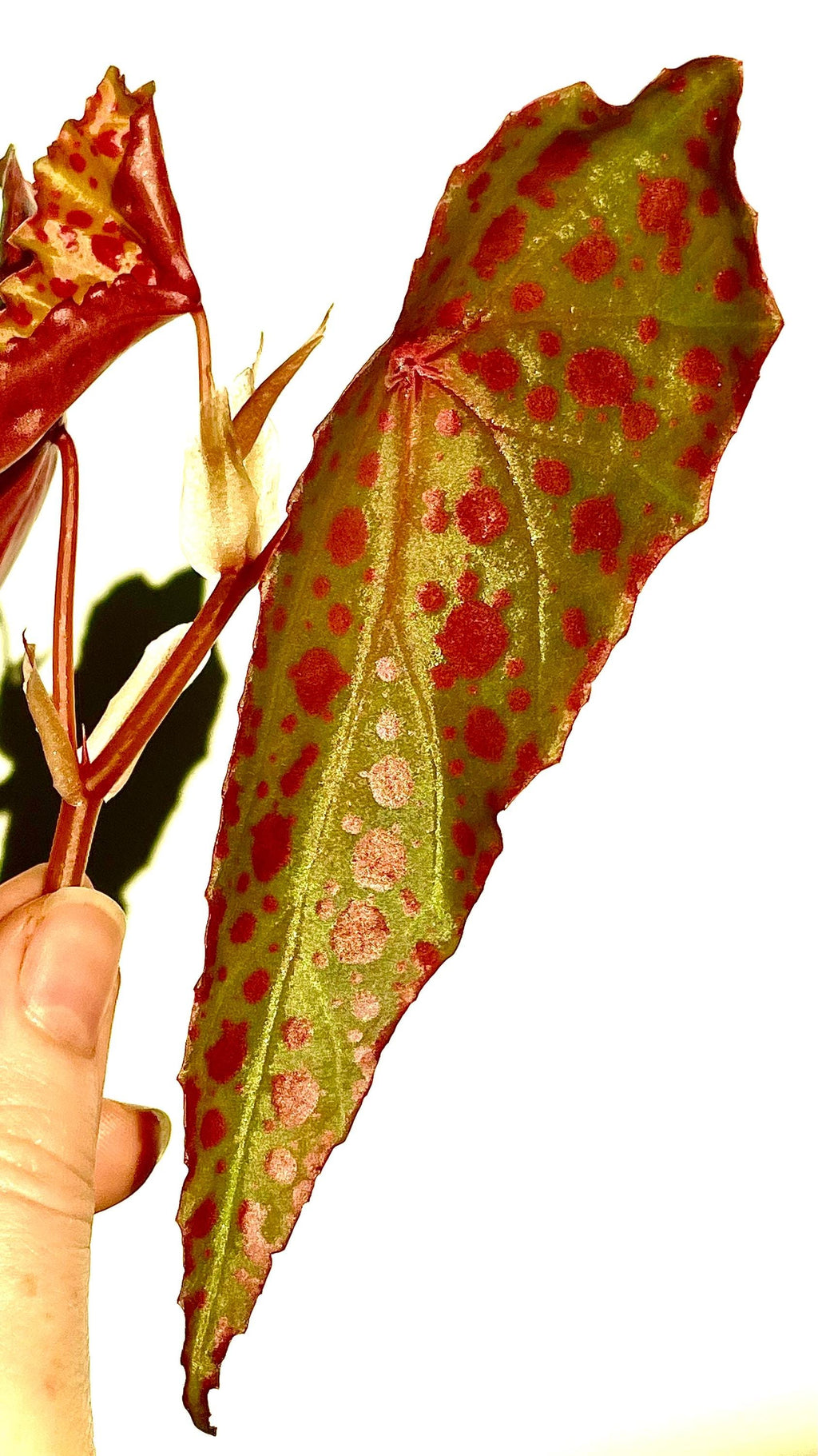 Begonia Botanicaz 33 Begonia malachosticta x Begonia amphioxus (Can acclimate to house conditions) Fragrant Blooms